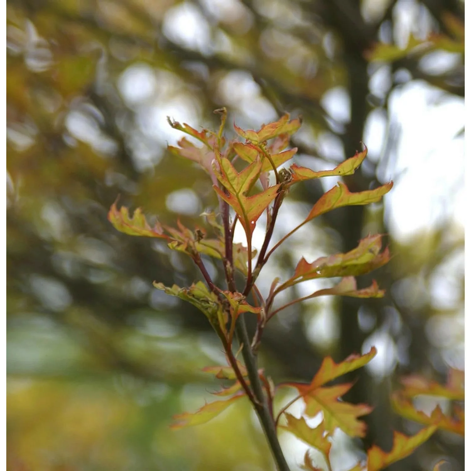 Kugel Sumpf Eiche Green Dwarf 60-70cm - Quercus palustris günstig online kaufen