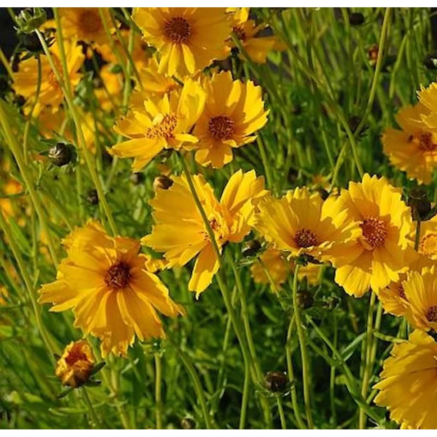 Mädchenauge Schnittgold - Coreopsis grandiflora günstig online kaufen