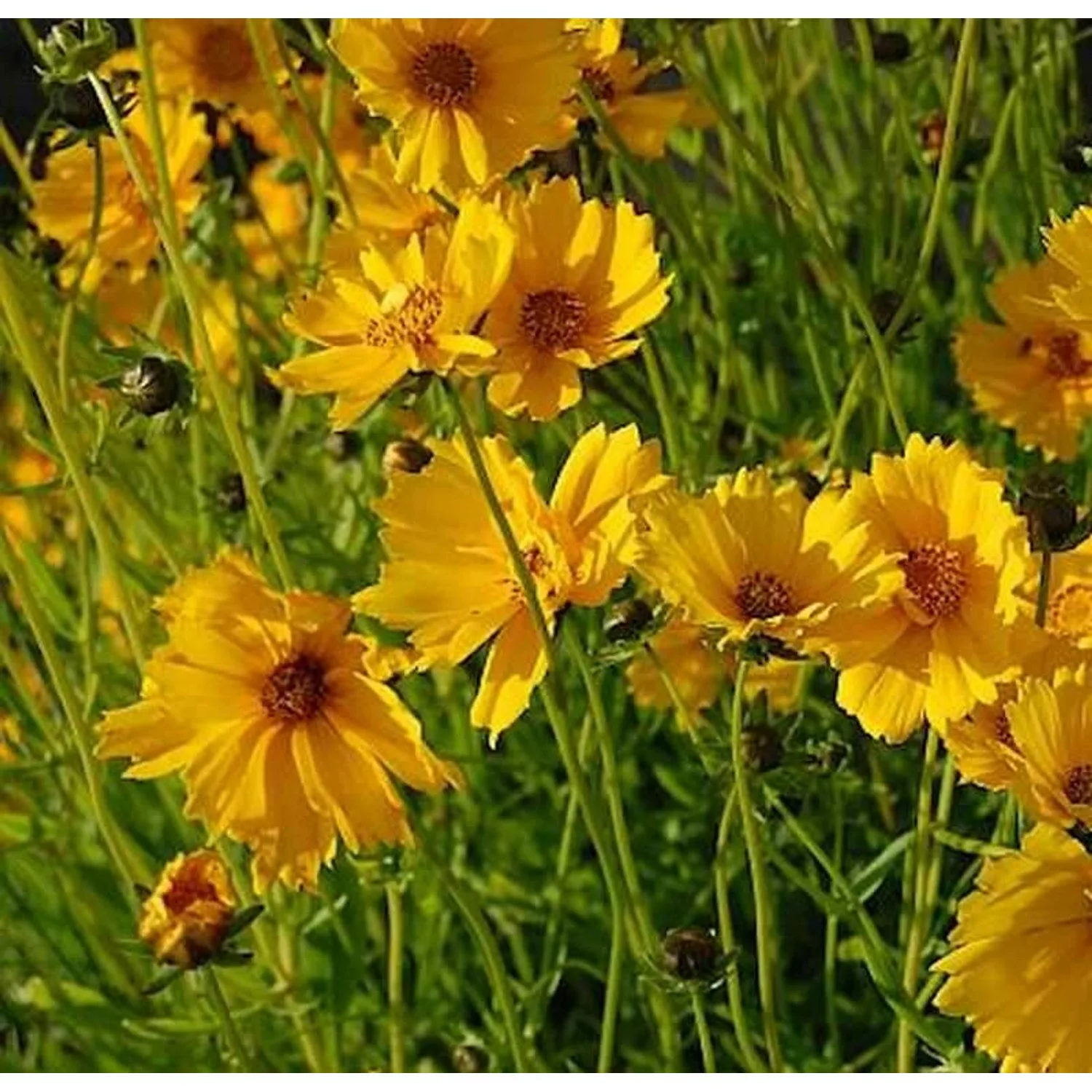 Mädchenauge Schnittgold - Coreopsis grandiflora günstig online kaufen