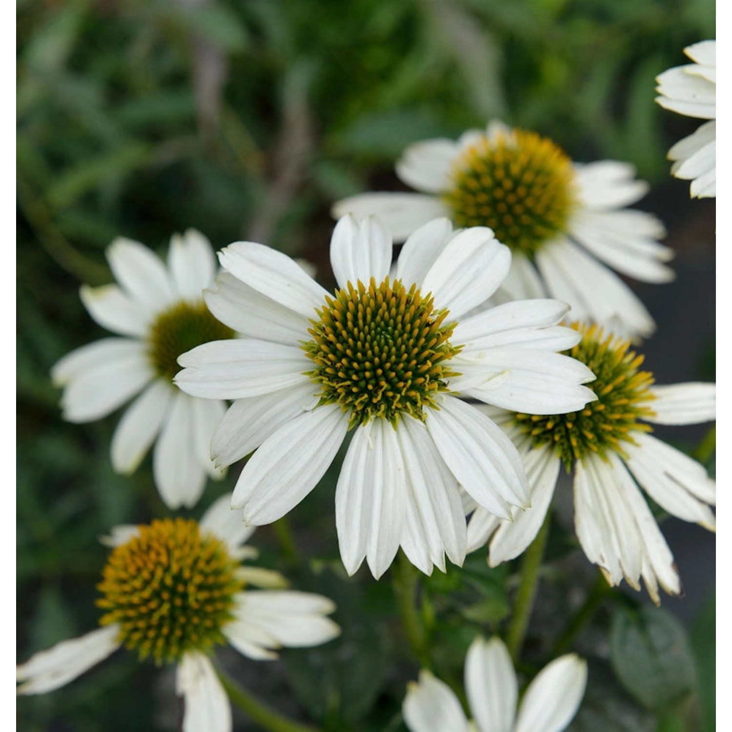 Sonnenhut Pow Wow White - Echinacea purpurea günstig online kaufen