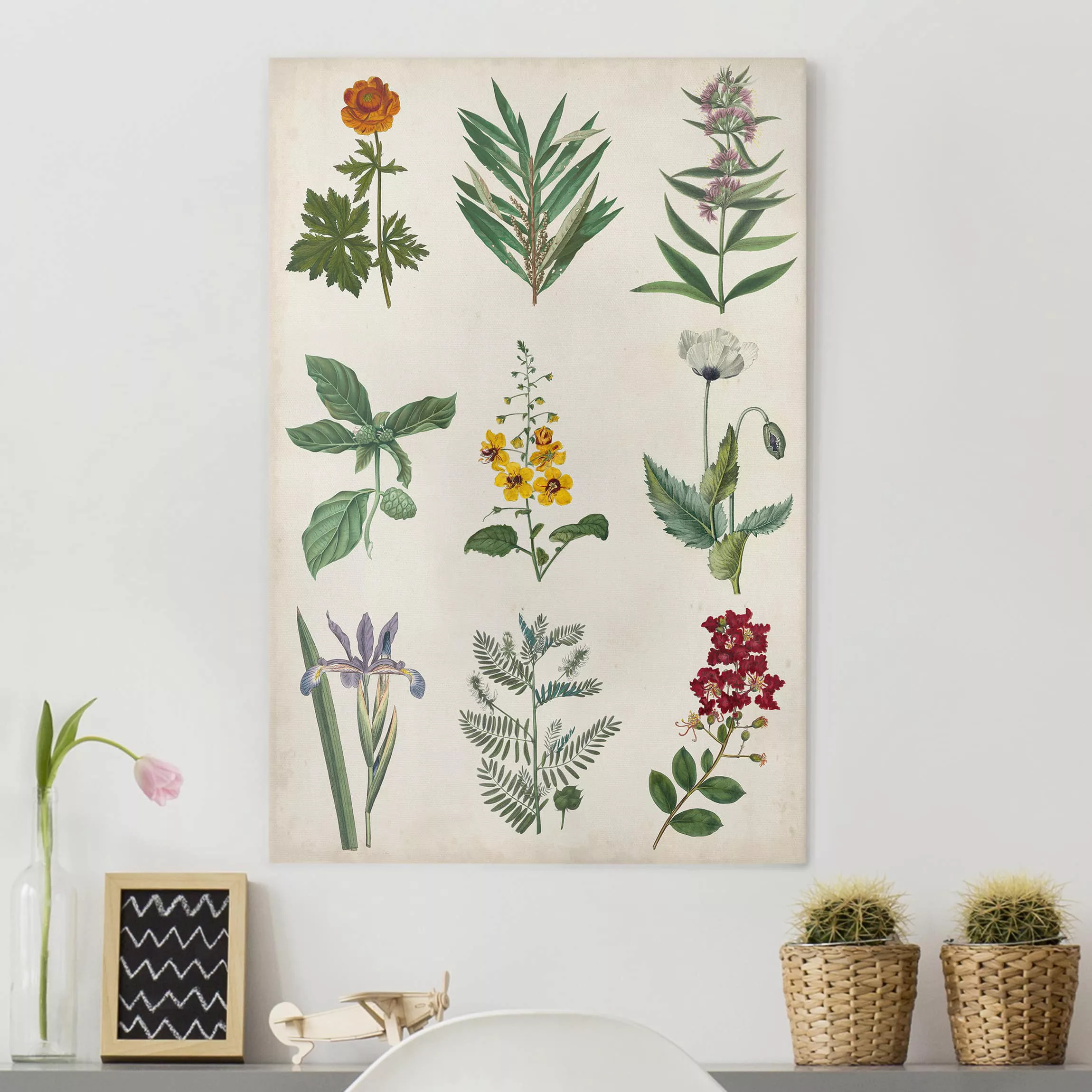 Leinwandbild Botanik - Hochformat Botanische Schautafel II günstig online kaufen