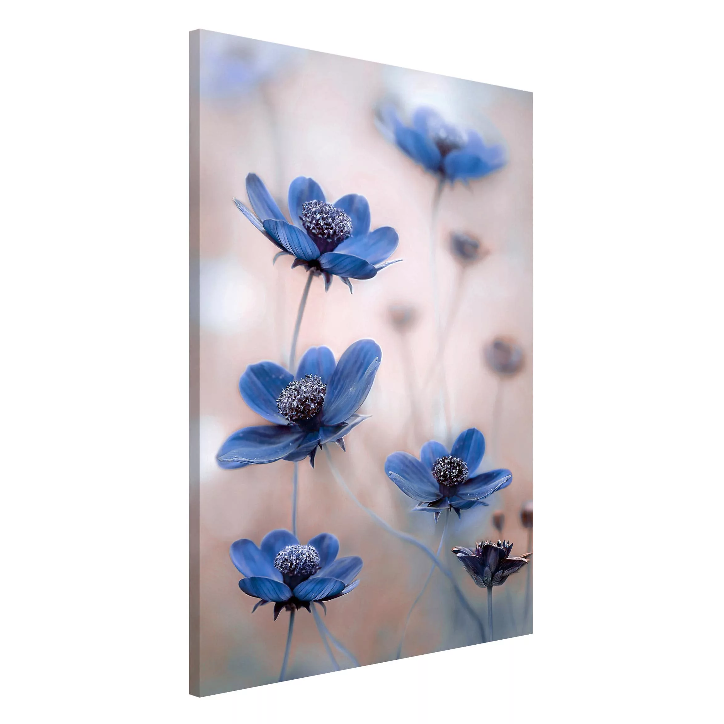 Magnettafel Blumen - Hochformat 2:3 Blaue Kosmeen günstig online kaufen