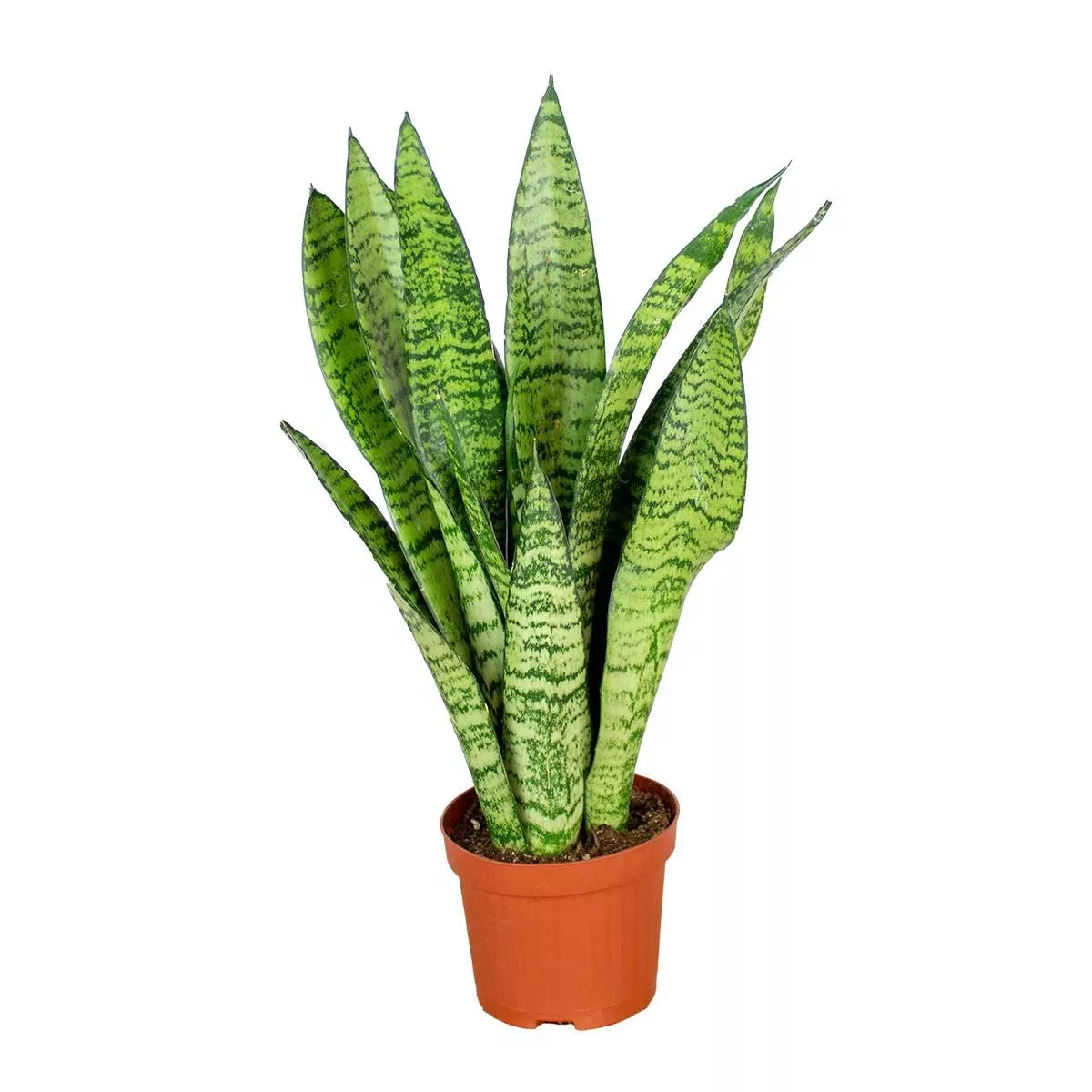 Casa Caron | Sansevieria zeylanica günstig online kaufen