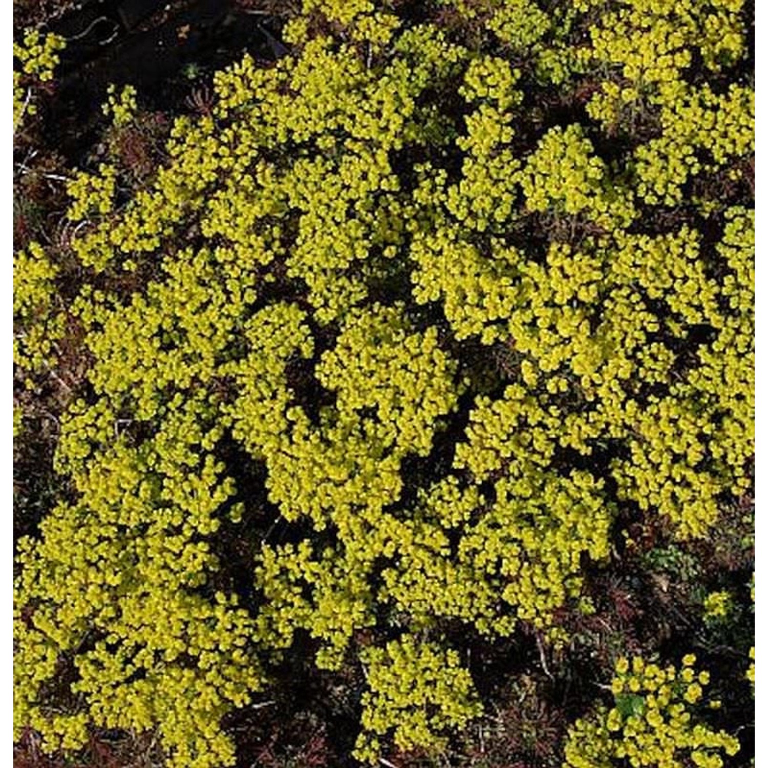 Zypressen Wolfsmilch Clarice Howard - Euphorbia cyparissias günstig online kaufen