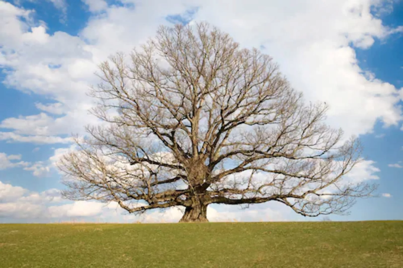 Papermoon Fototapete »baum in landschaft« günstig online kaufen