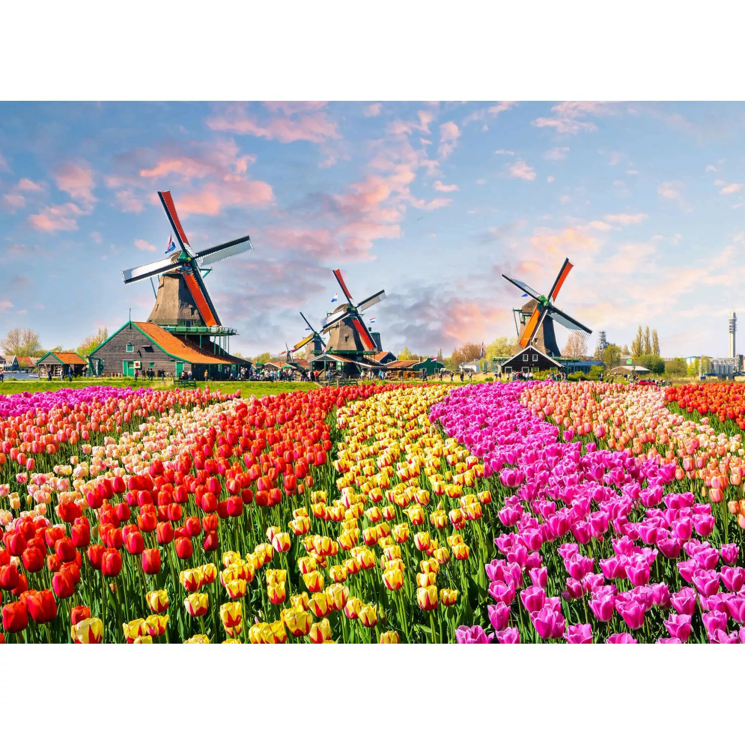 Fototapete Windmühle Tulpenfeld Bunt 3,50 m x 2,55 m FSC® günstig online kaufen