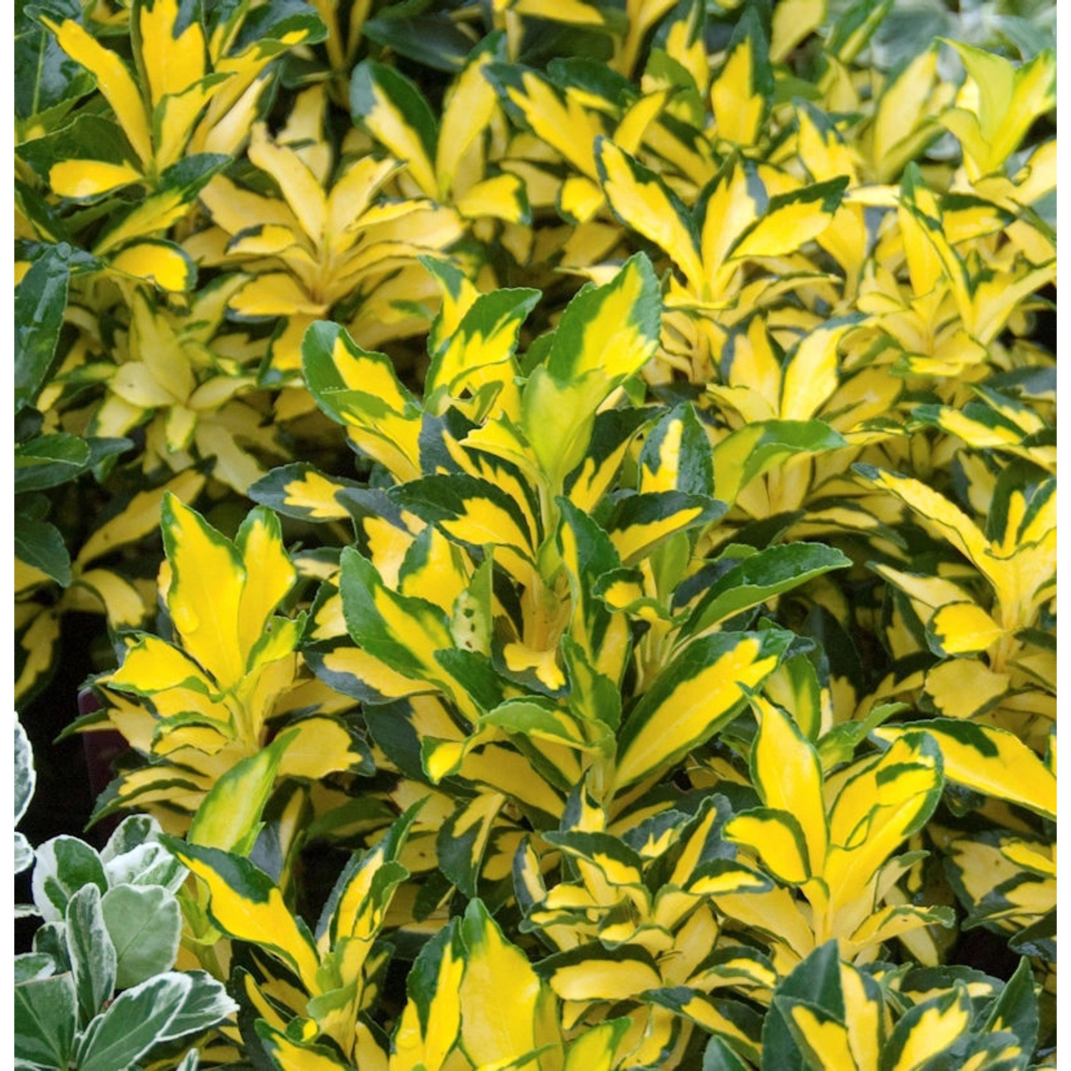 Japanischer Spindelstrauch Ovatus Aureus 80-100cm - Euonymus japonicus günstig online kaufen