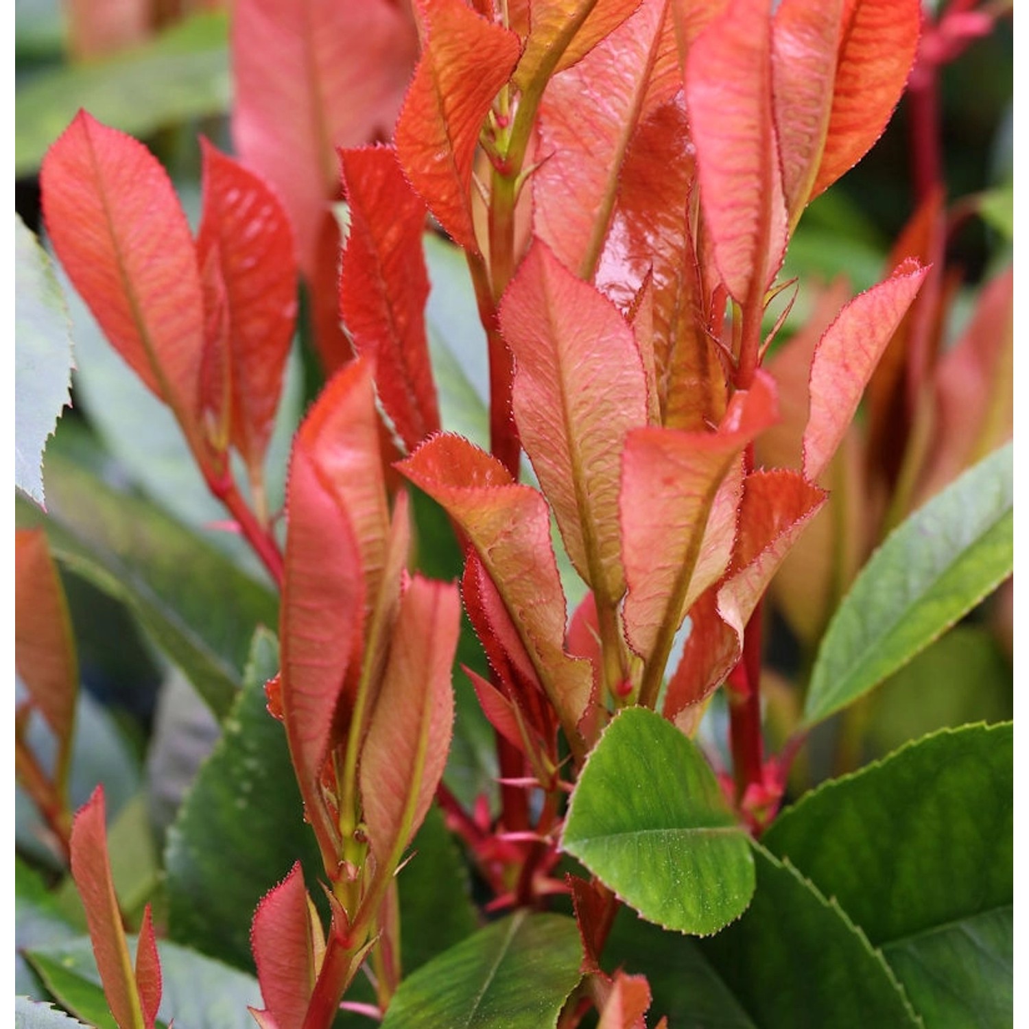 Glanzmispel Red Robin 100-125cm - Photinia fraseri günstig online kaufen