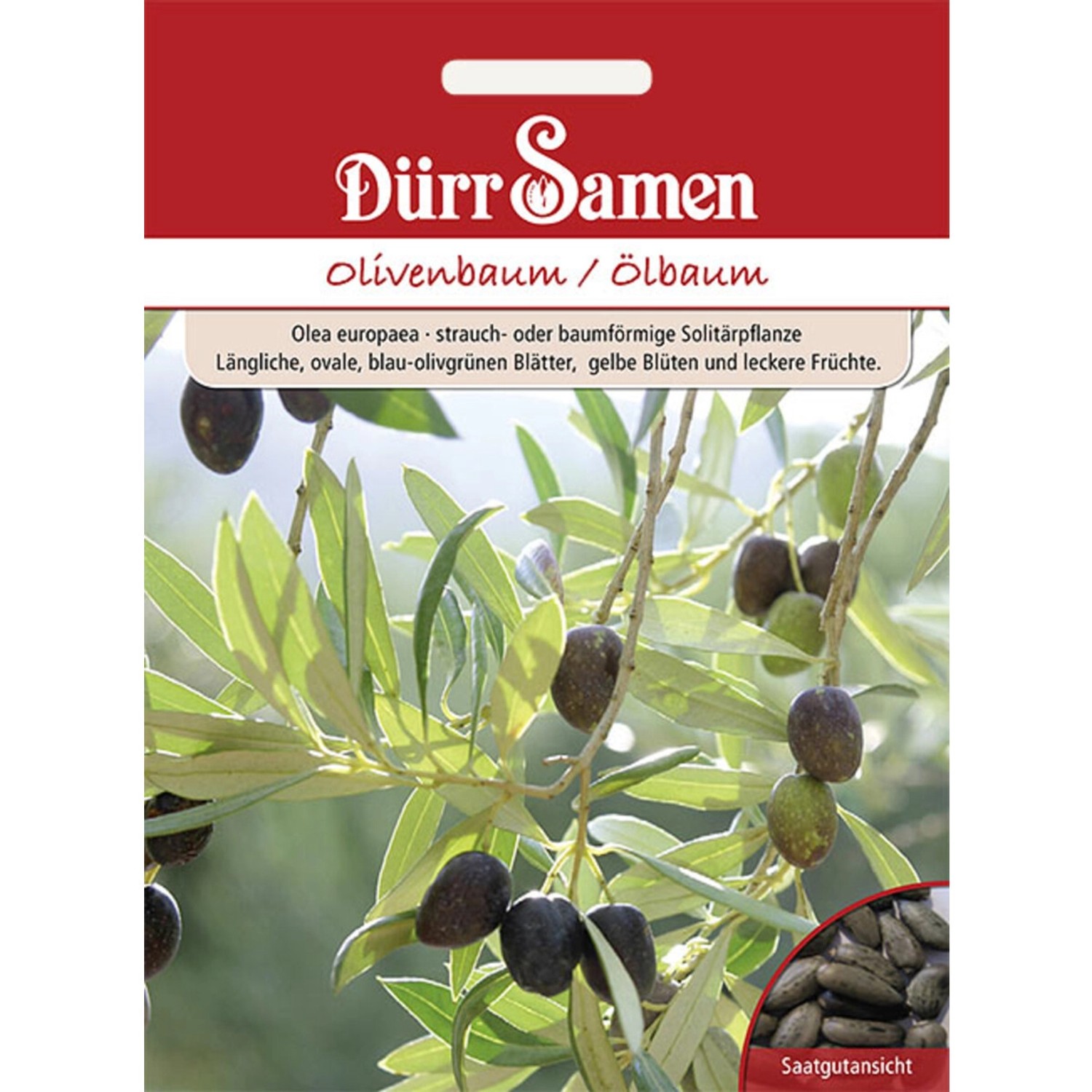 Dürr Samen Olivenbaum Ölbaum Saatgut günstig online kaufen