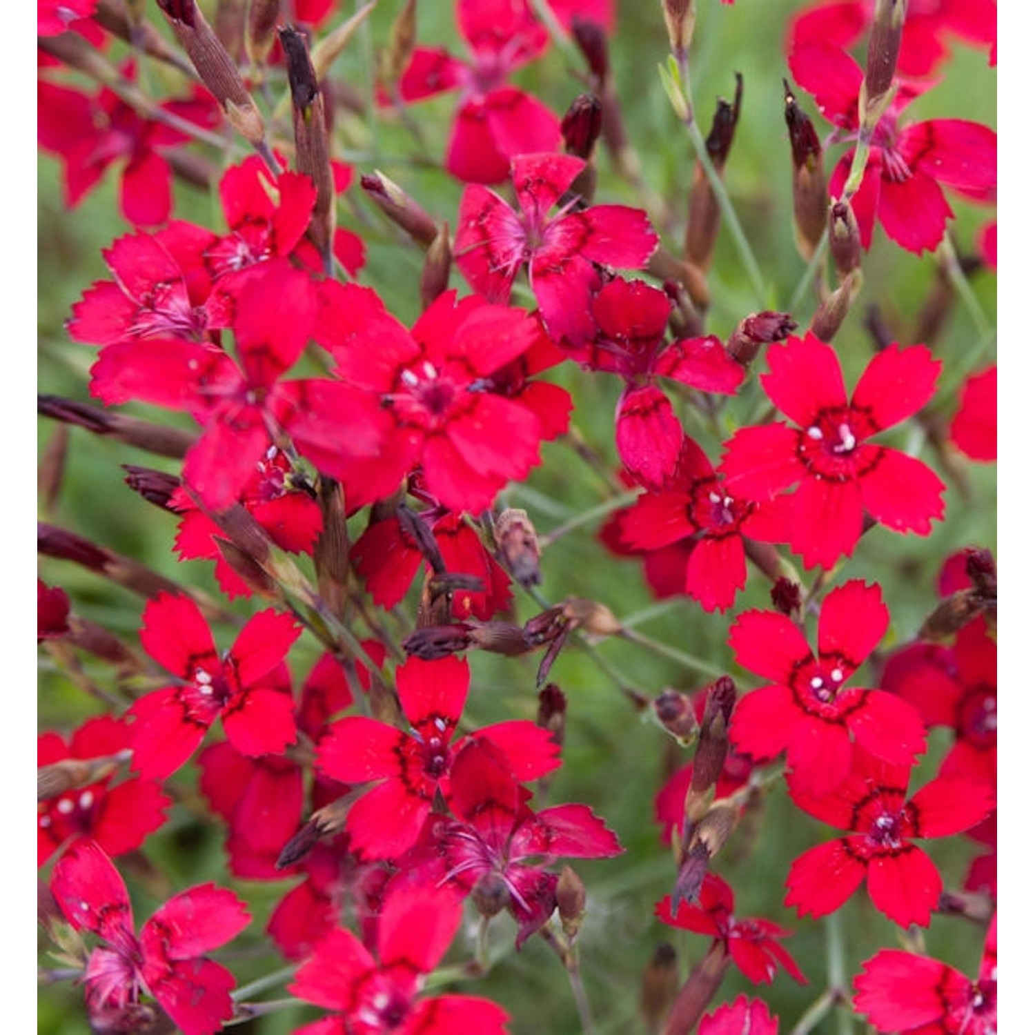 Heidennelke Leuchtfunk - Dianthus deltoides günstig online kaufen