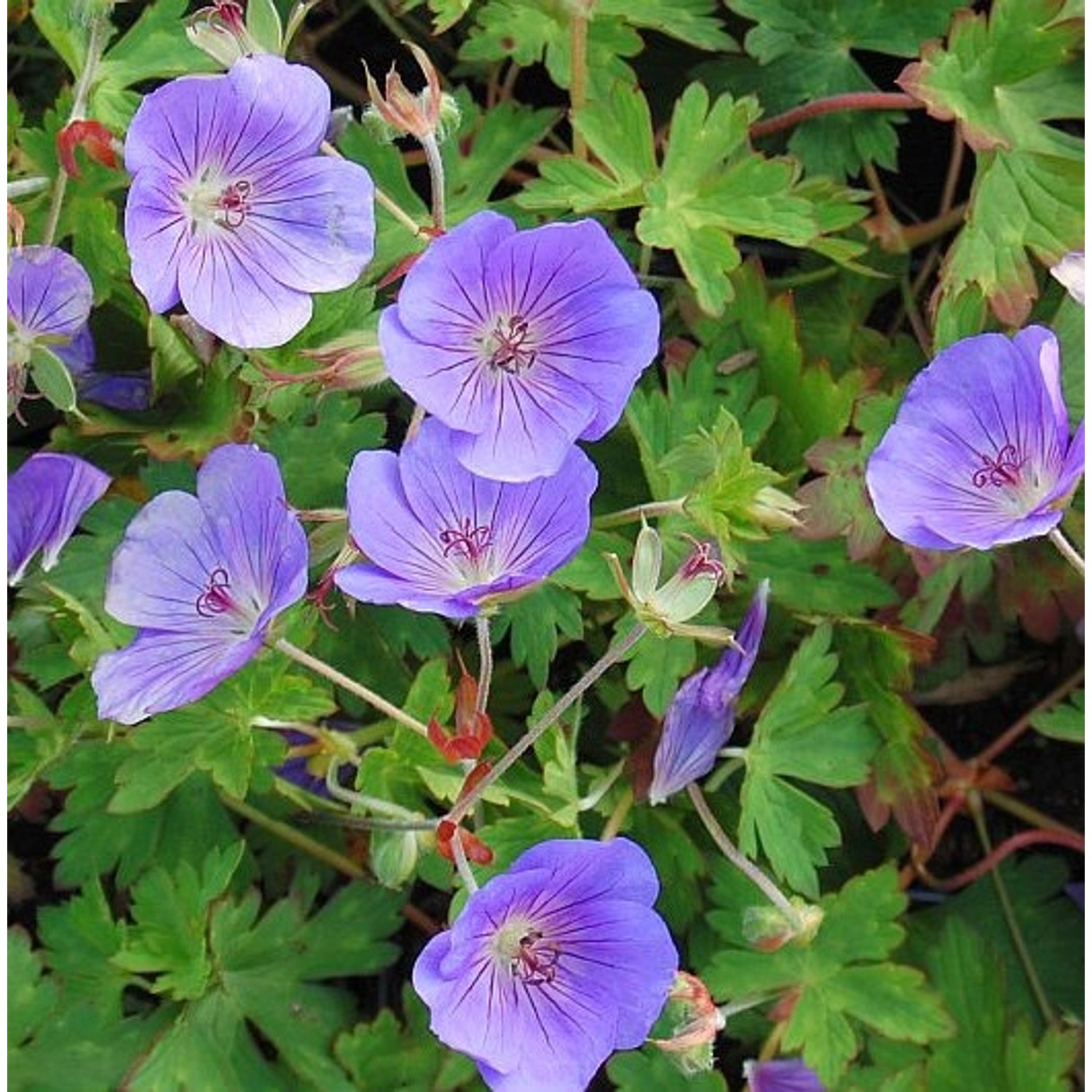 Wiesen Storchschnabel Rozanne - großer Topf - Geranium pratense günstig online kaufen