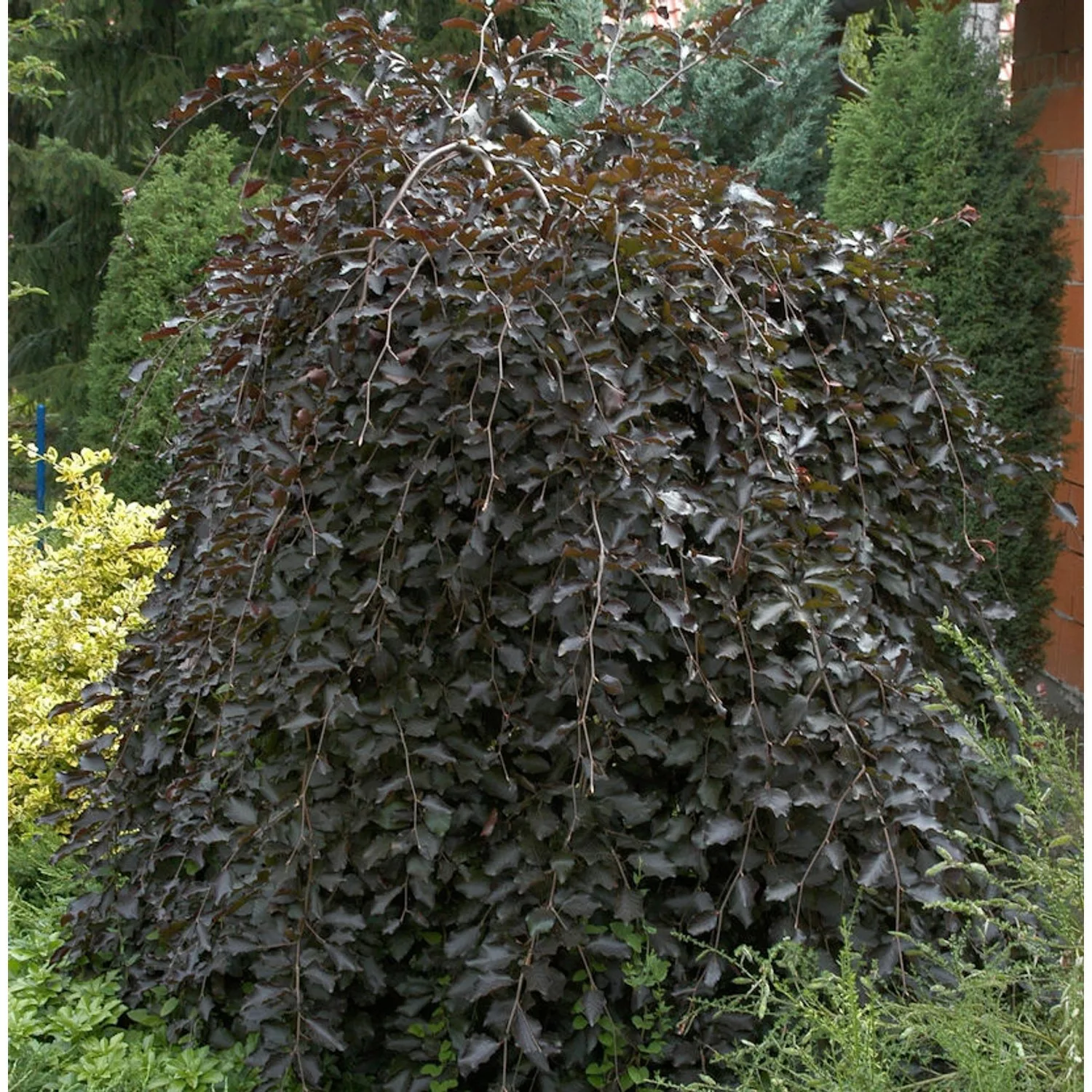 Schwarzrote Hängebuche 100-125cm - Fagus sylvatica günstig online kaufen