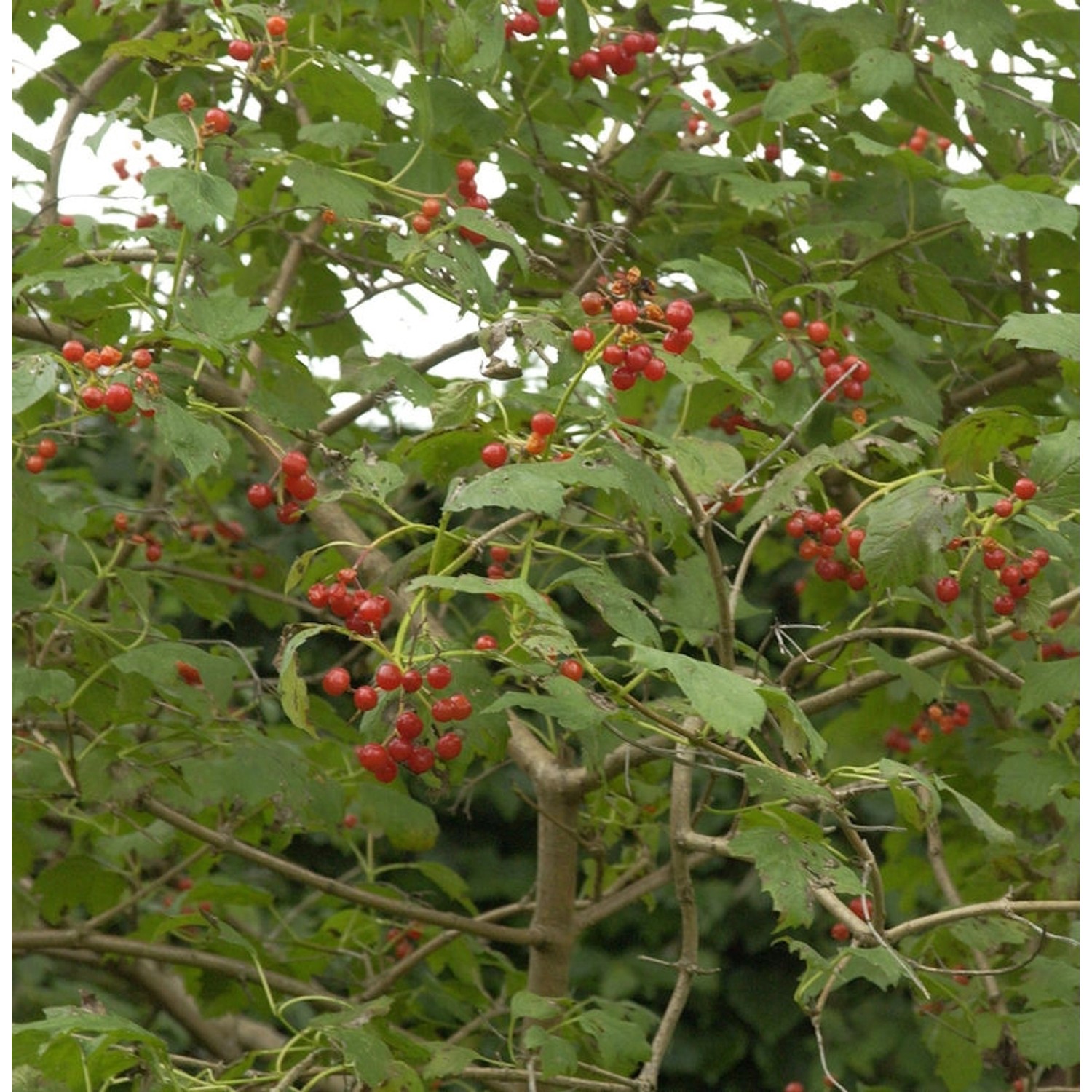 Zwerg Schneeball 30-40cm - Viburnum opulus günstig online kaufen