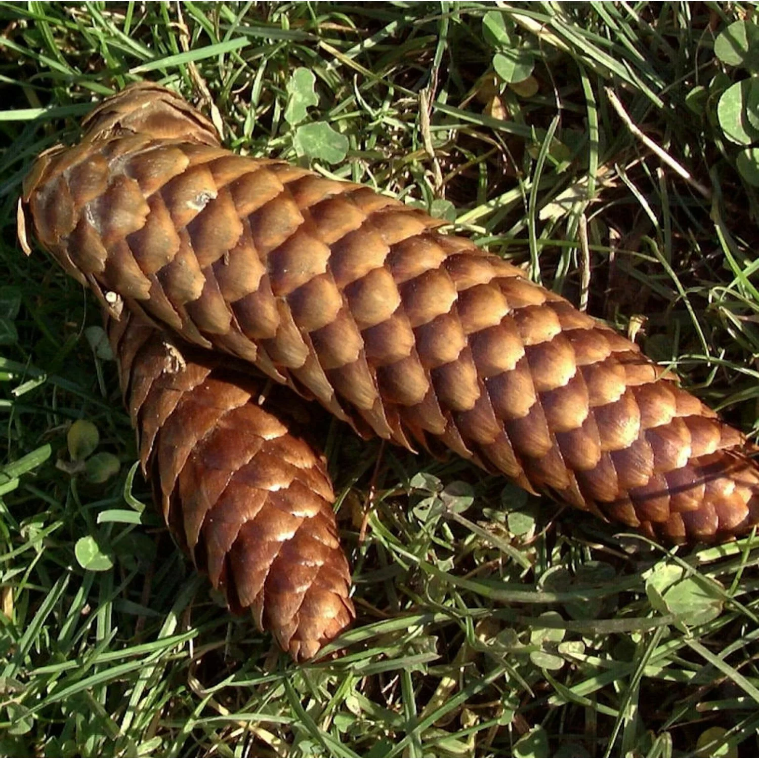 Blaue Stechfichte 80-100cm - Picea pungens glauca günstig online kaufen
