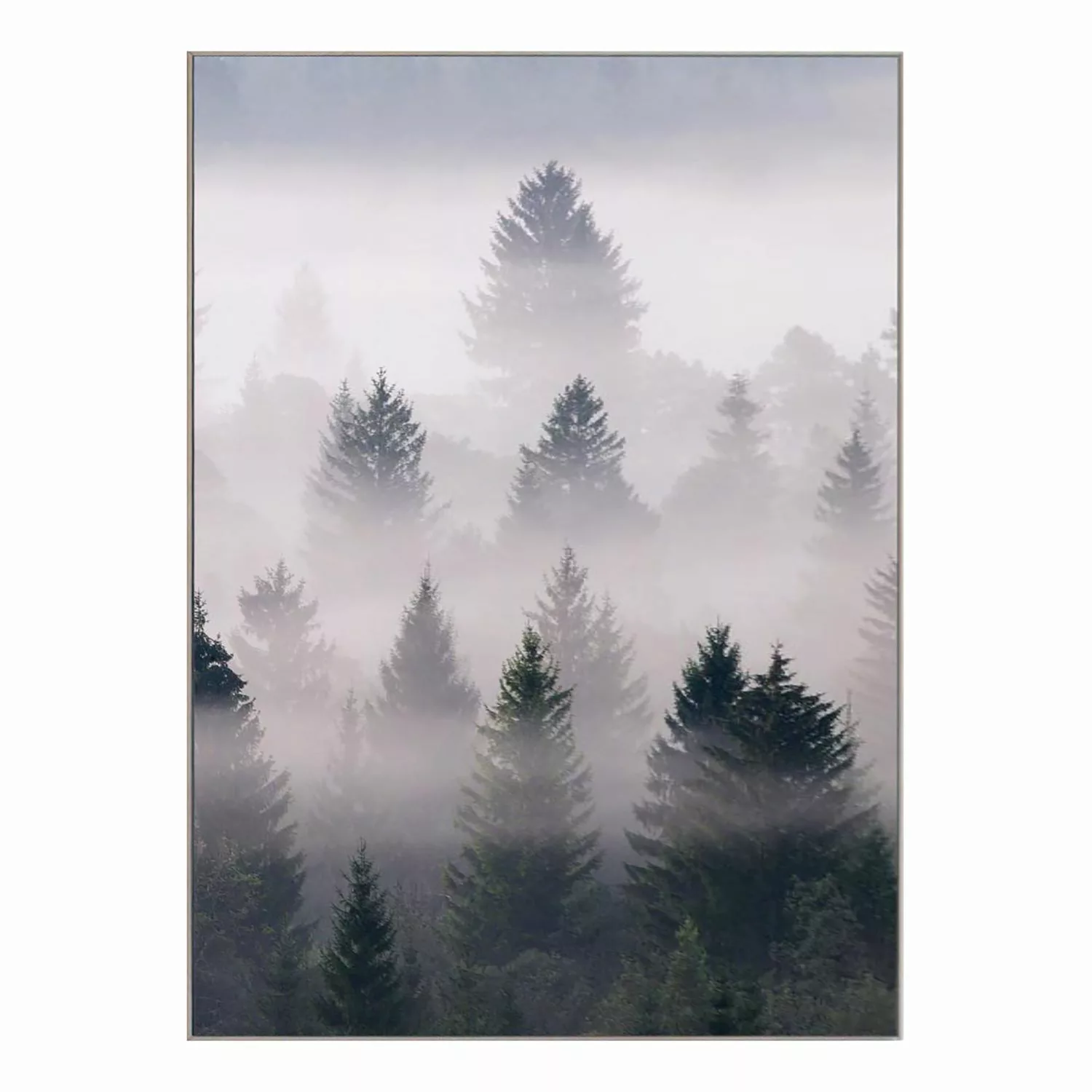home24 Bild Tannen im Nebel günstig online kaufen