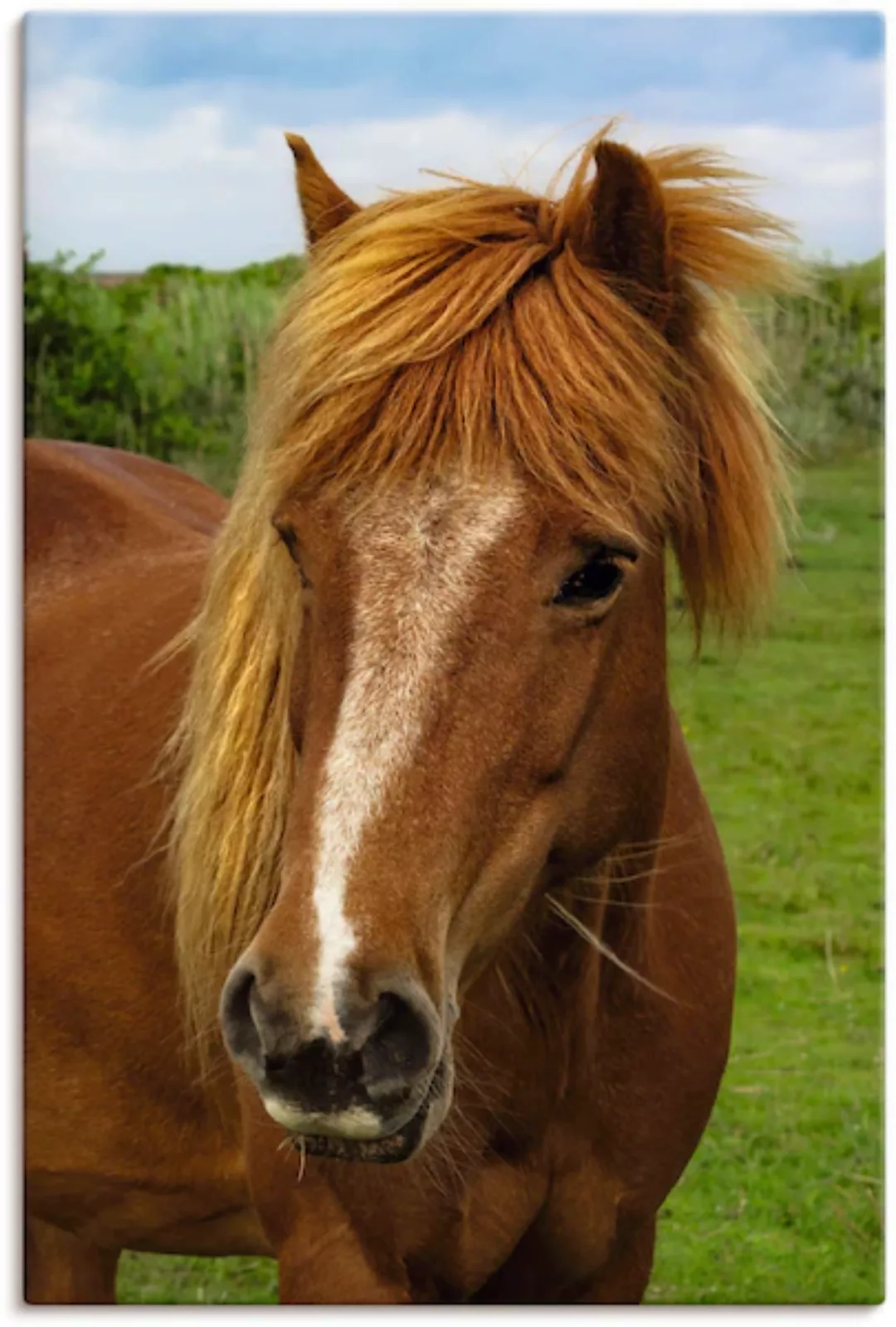 Artland Leinwandbild »Hallo Pferd«, Haustiere, (1 St.), auf Keilrahmen gesp günstig online kaufen