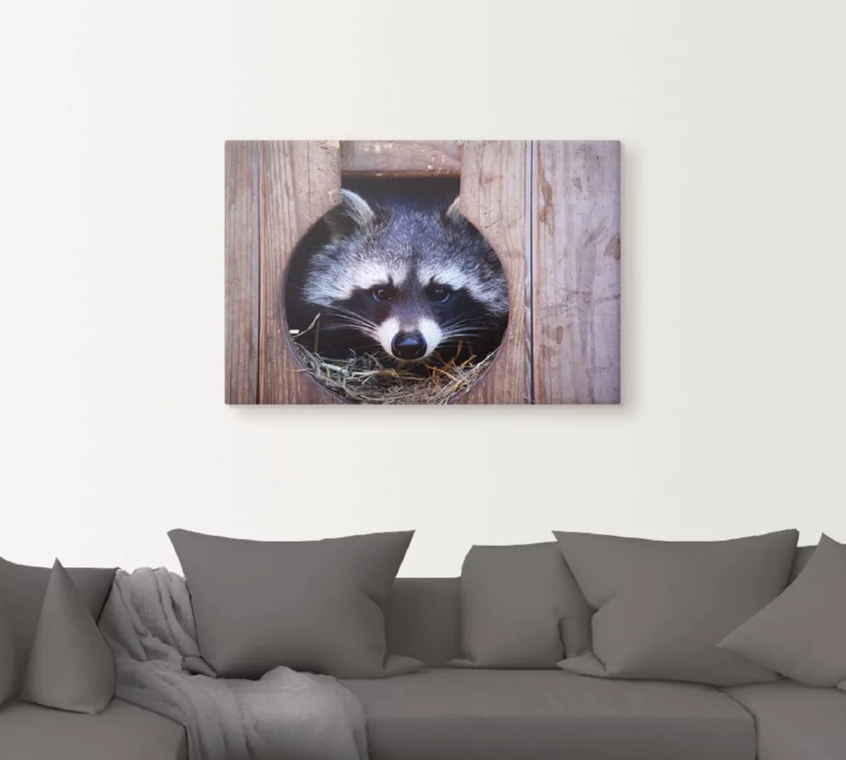 Artland Wandbild "Niedlicher kleiner Waschbär", Wildtiere, (1 St.), als Lei günstig online kaufen