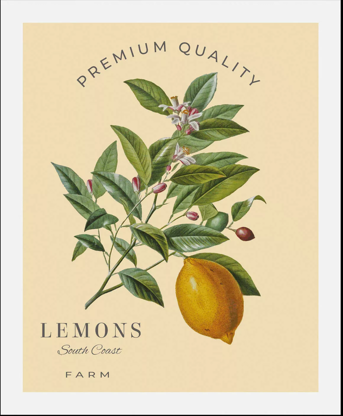 queence Bild »Lemons«, (1 St.), gerahmt günstig online kaufen