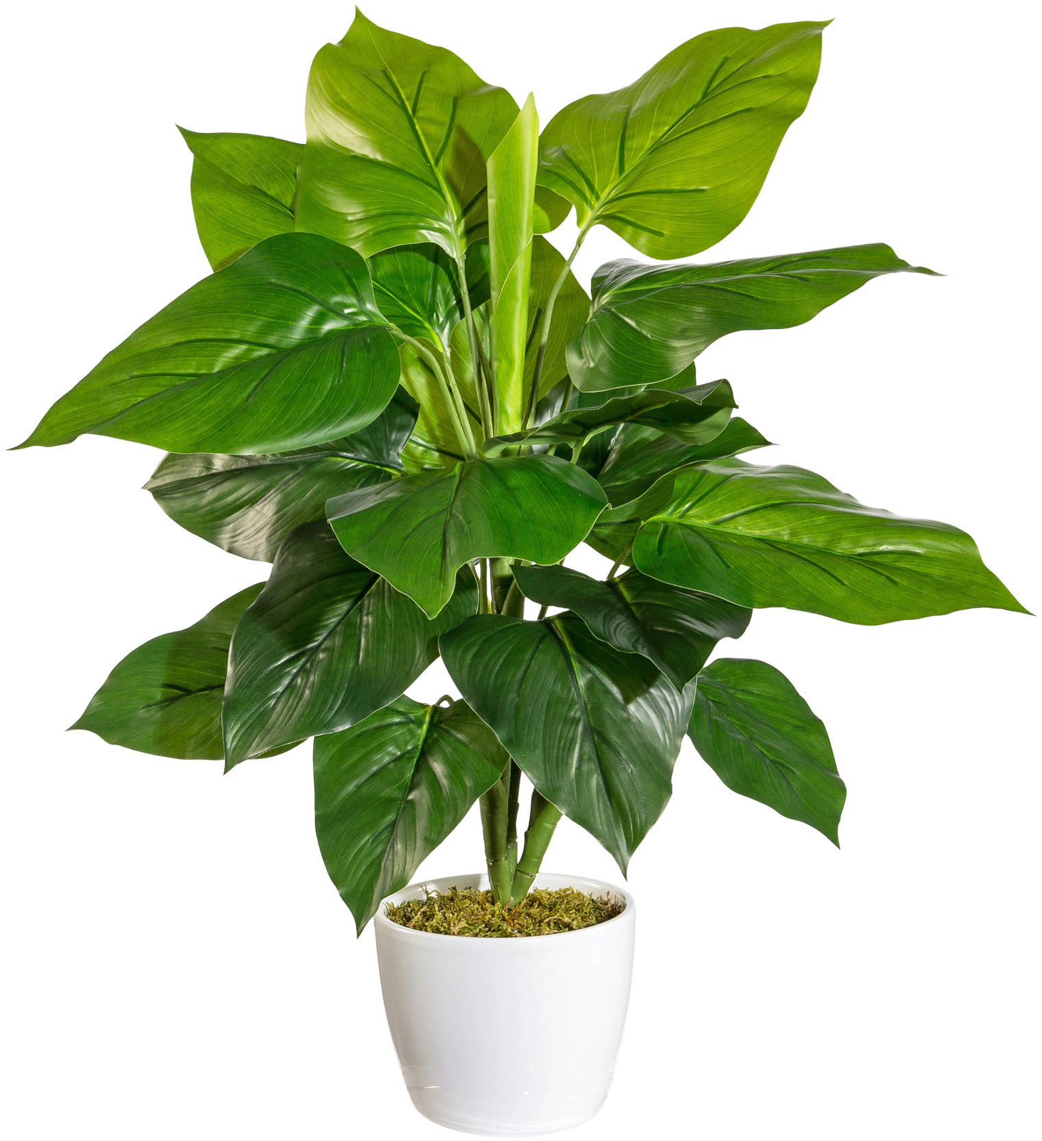 andas Künstliche Zimmerpflanze »Jarla«, im Keramiktopf günstig online kaufen