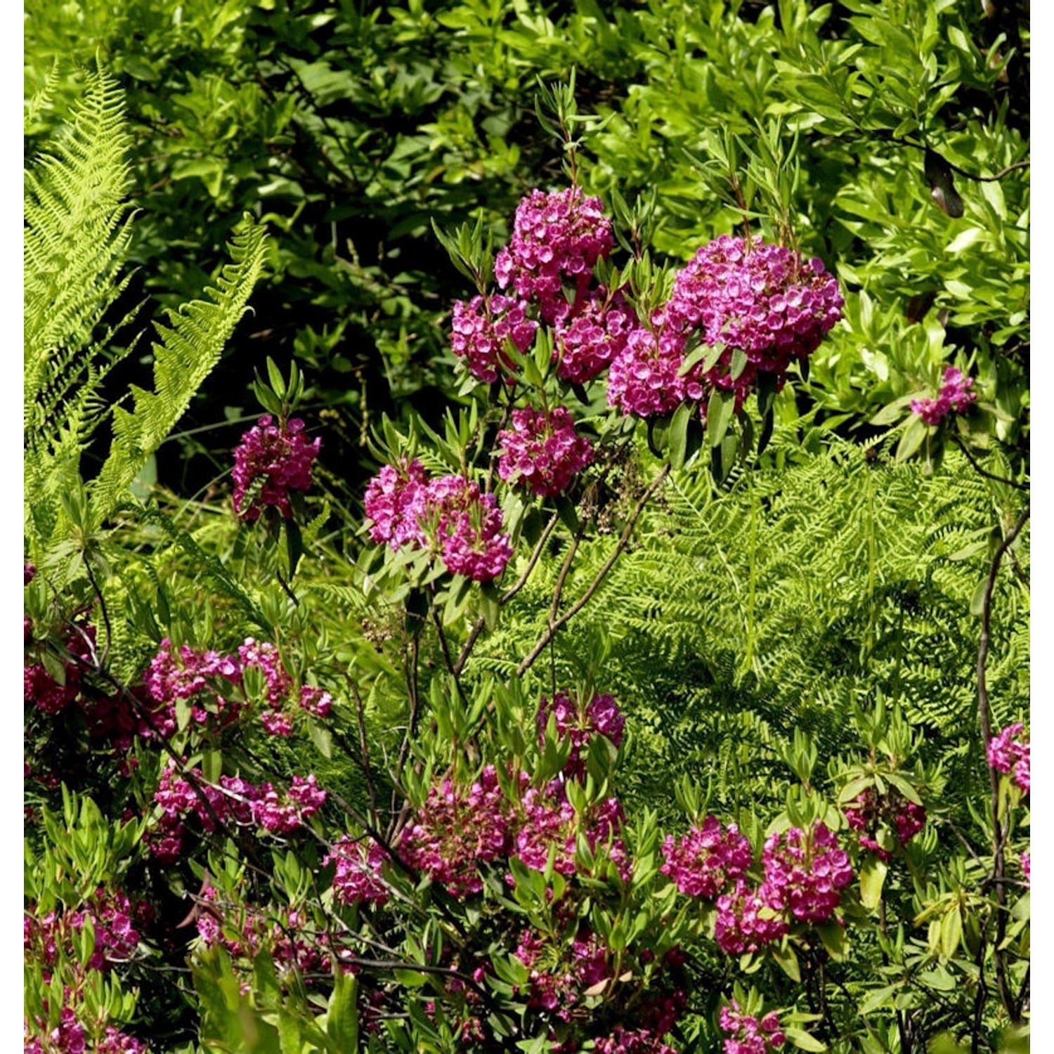 Rotes Lorbeerröslein 40-50cm - Kalmia angustifolia günstig online kaufen