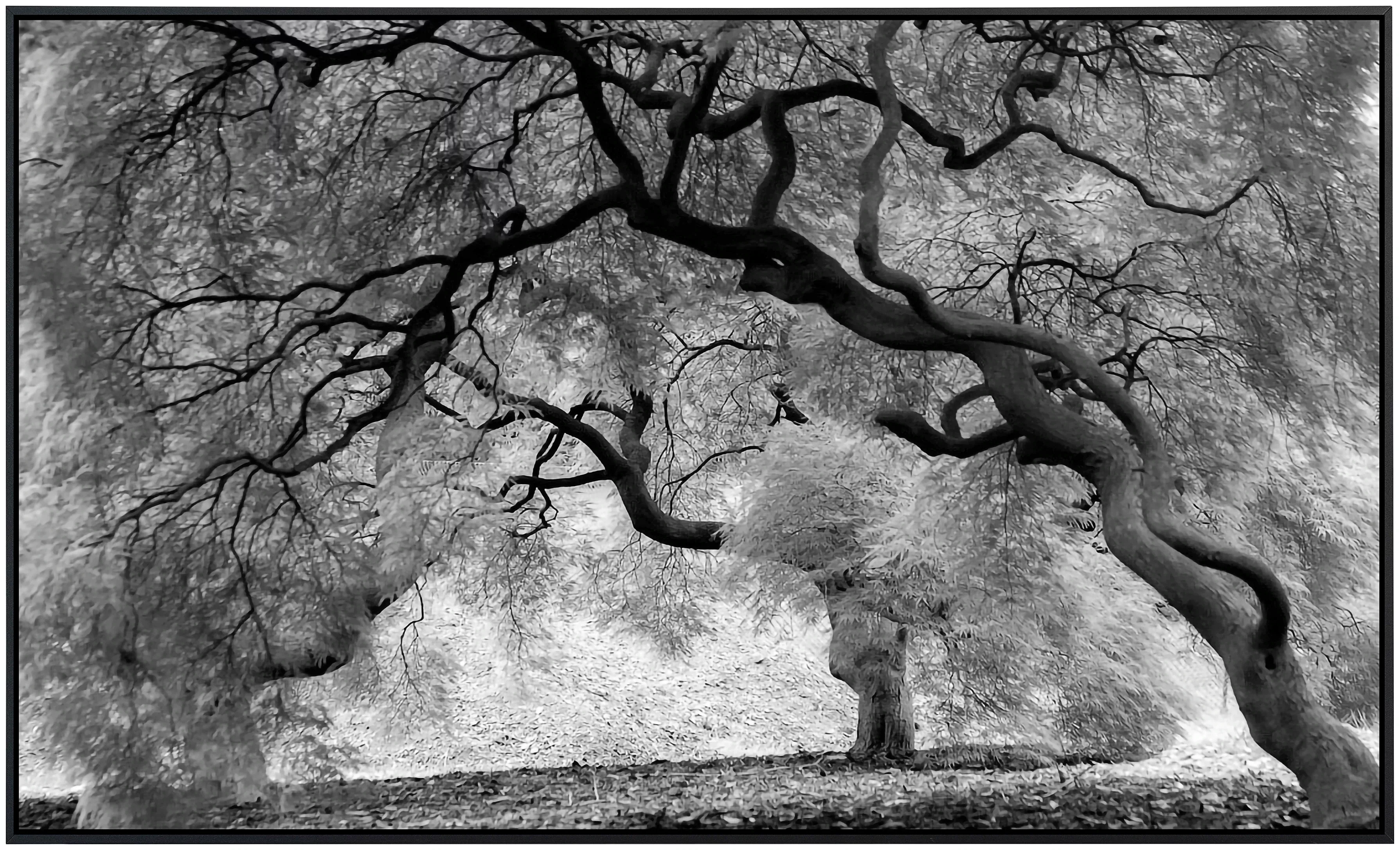 Papermoon Infrarotheizung »Mystic Trees Black & White«, sehr angenehme Stra günstig online kaufen