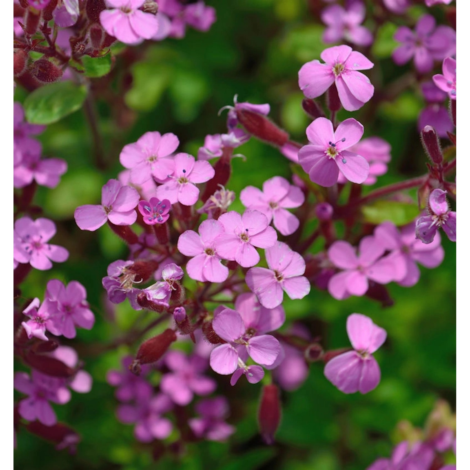 Rotes Seifenkraut - Saponaria ocymoides günstig online kaufen