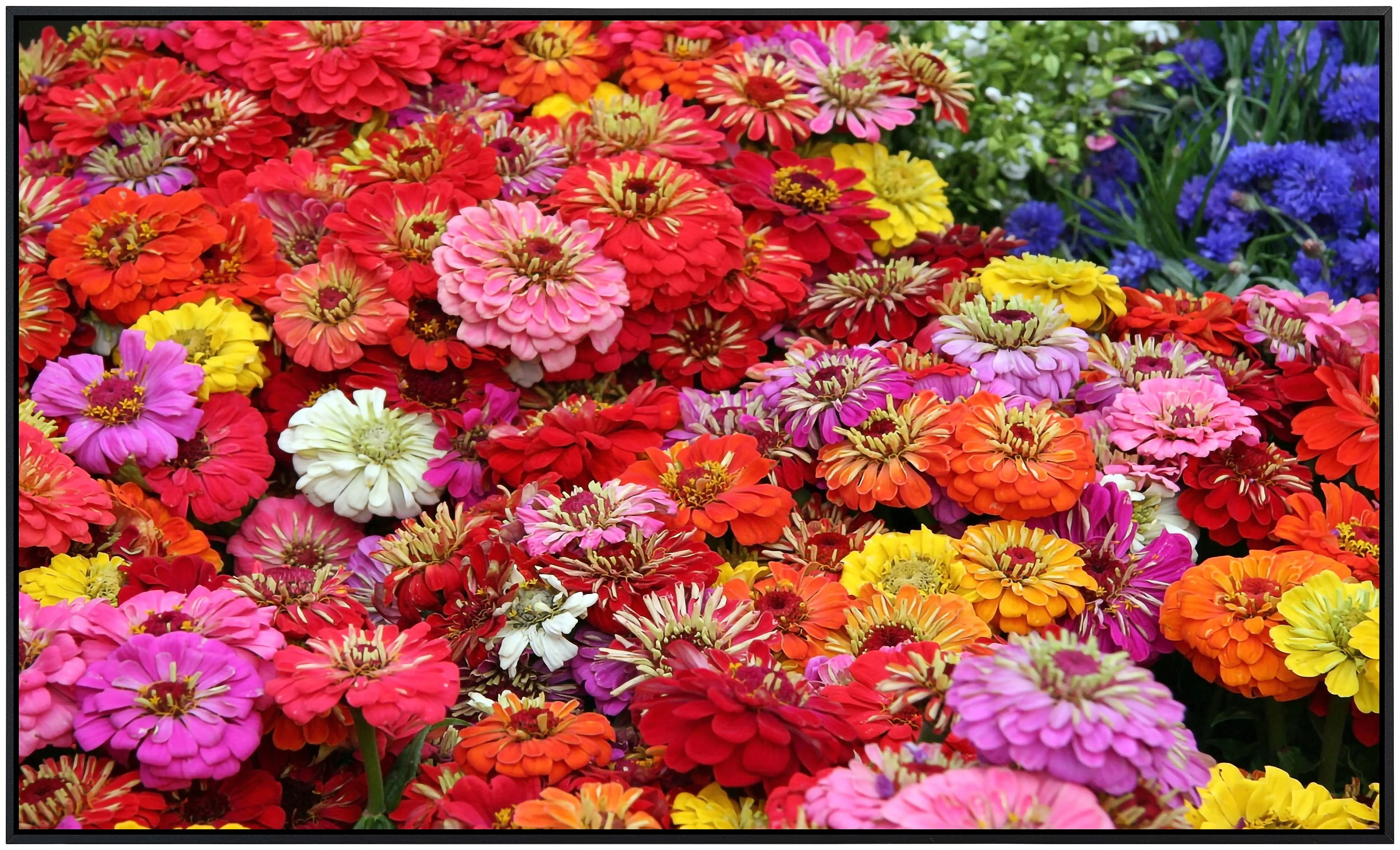 Papermoon Infrarotheizung »Blumenmeer«, sehr angenehme Strahlungswärme günstig online kaufen