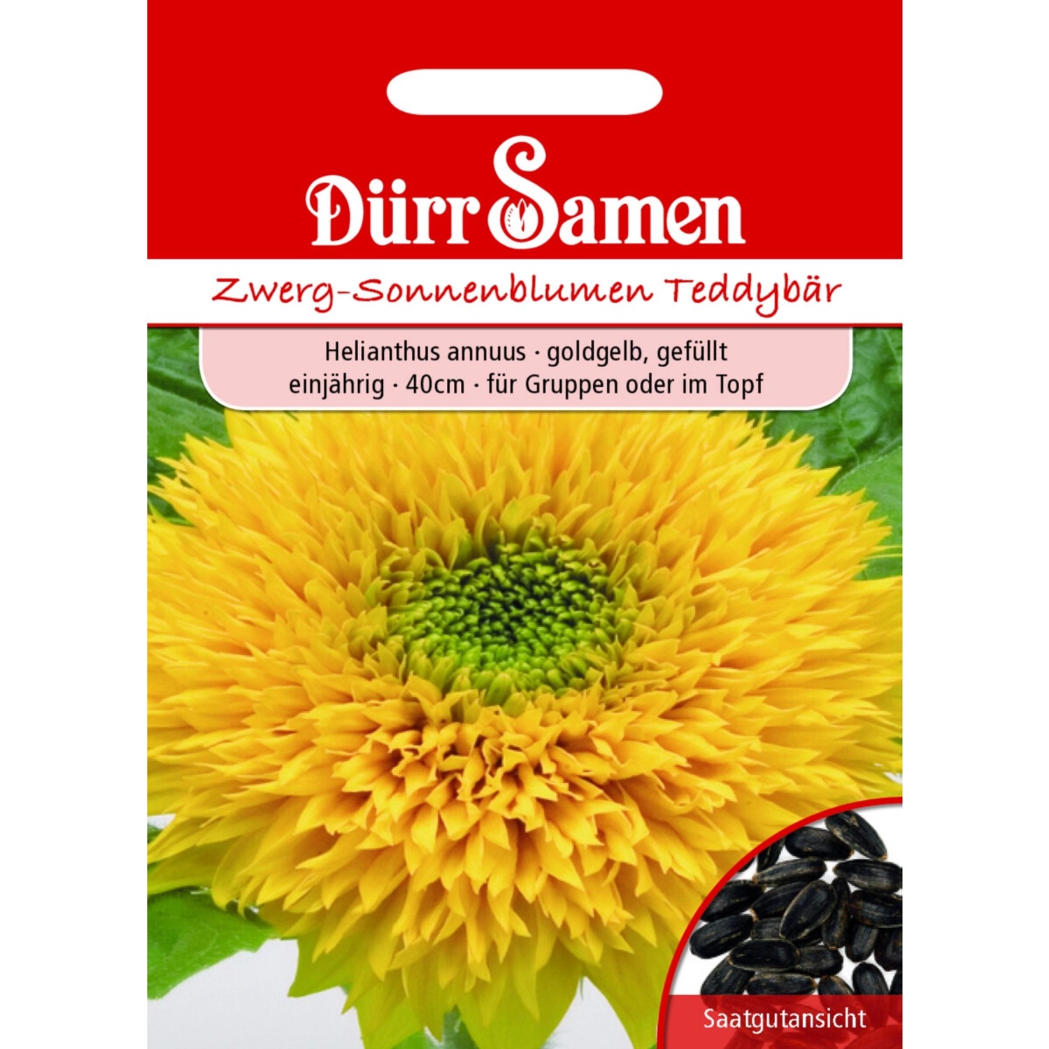 Dürr Samen Sonnenblume Teddybär Goldorange Gefüllt Einjährig Saatgut günstig online kaufen