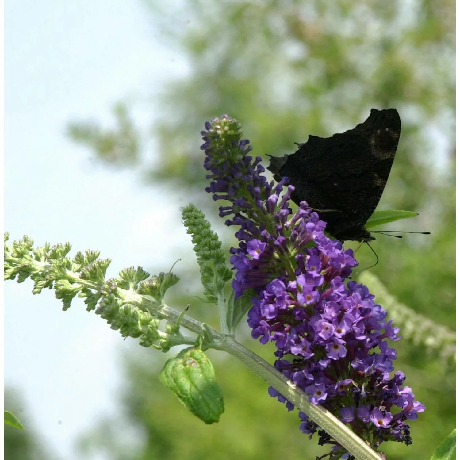 Sommerflieder Groovy Grape 60-80cm - Buddleja günstig online kaufen