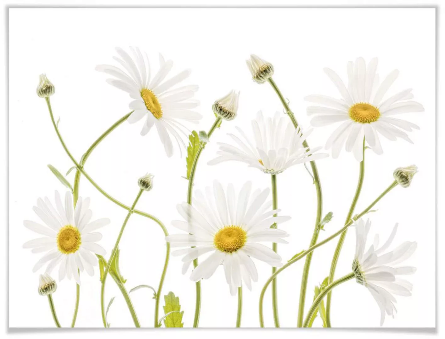 Wall-Art Poster "Ox eye Daisies", Schriftzug, (1 St.), Poster ohne Bilderra günstig online kaufen