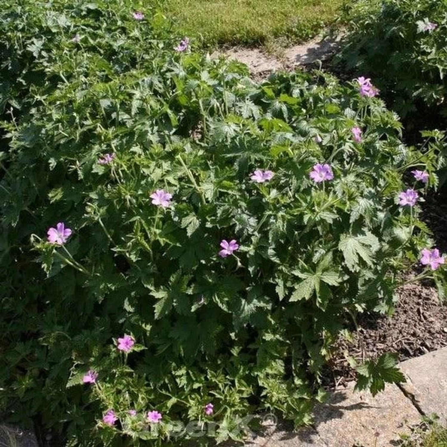 Storchenschnabel Hollywood - Geranium oxonianum günstig online kaufen