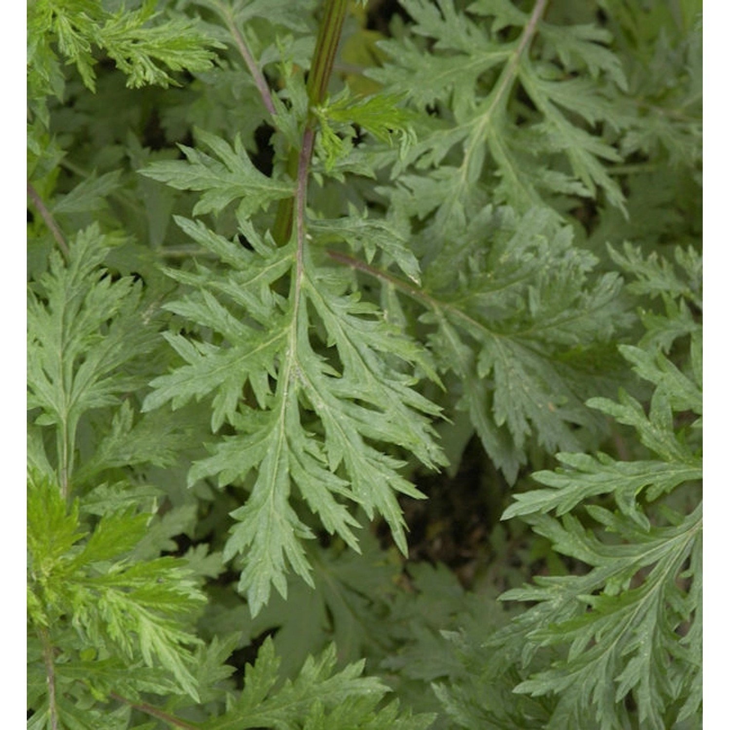 Beifuß - Artemisia vulgaris günstig online kaufen