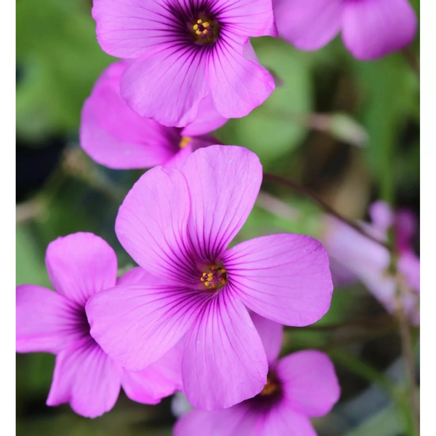 Waldsauerklee Rubra - Oxalis acetosella günstig online kaufen