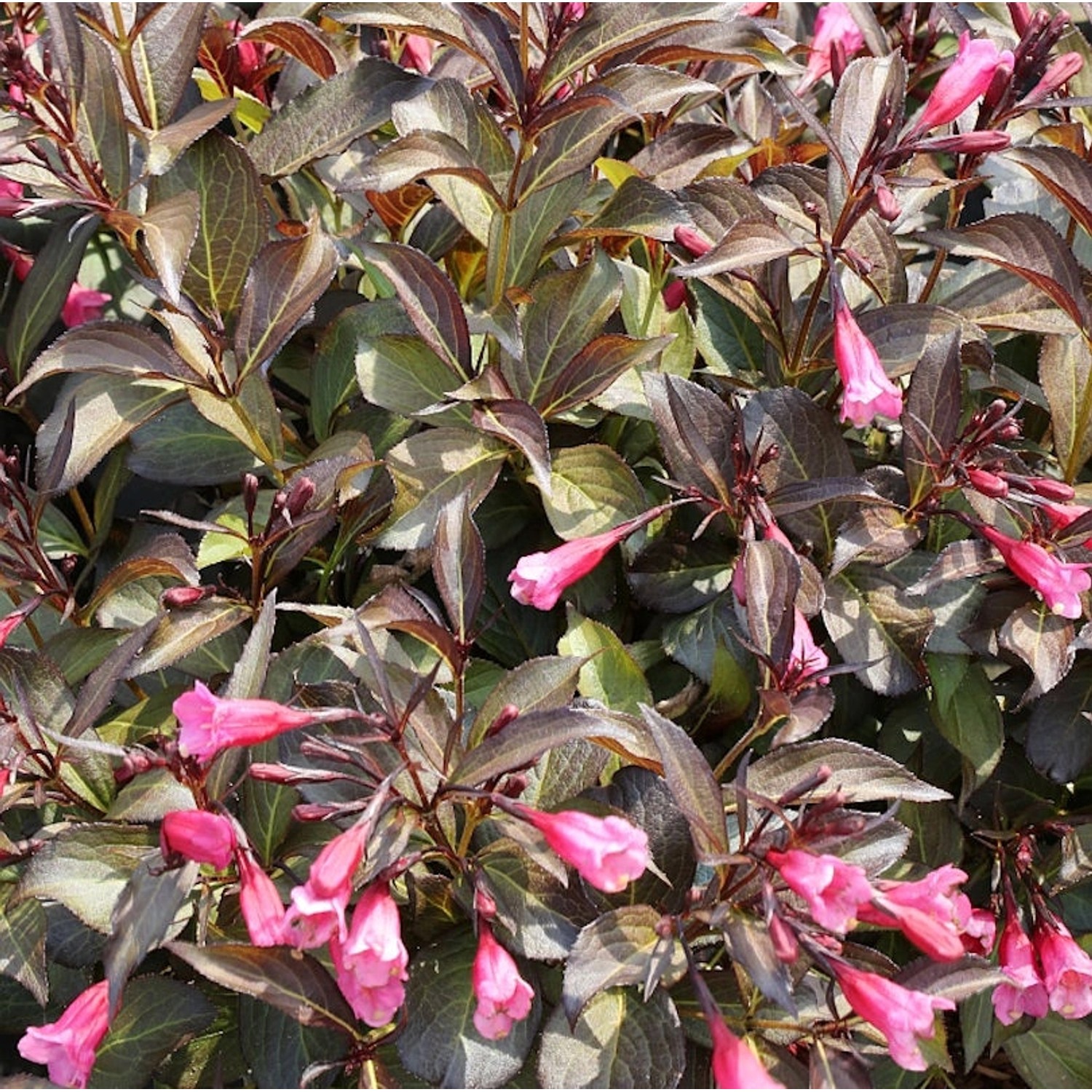 Weigelie Alexandra 80-100cm - Weigela florida günstig online kaufen