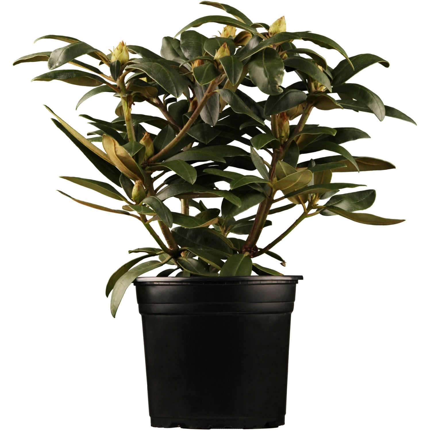 OBI Yaku-Rhododendron Blurettia Rotviolett Höhe ca. 20 - 30 cm Topf ca. 5 l günstig online kaufen