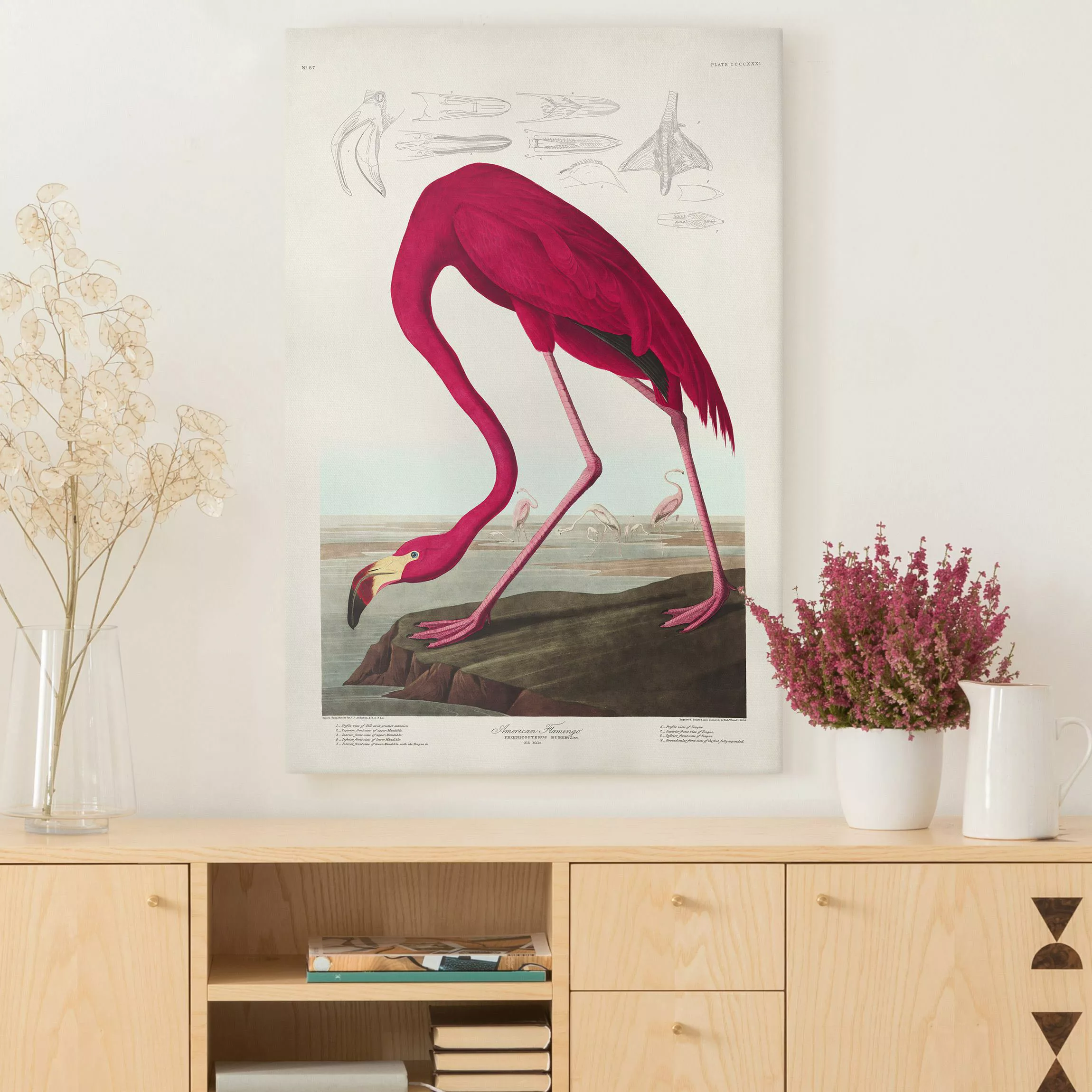 Leinwandbild Vintage Lehrtafel Amerikanischer Flamingo günstig online kaufen