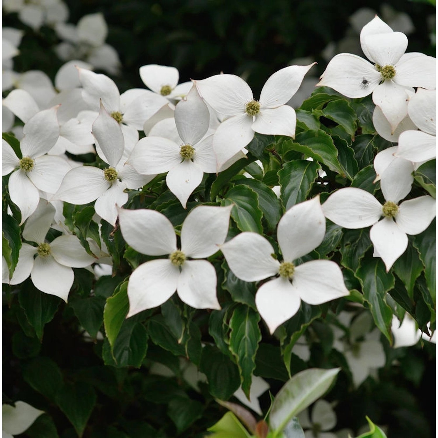 Japanischer Blumenhartriegel Summer Sky Tree 80-100cm - Cornus kousa günstig online kaufen