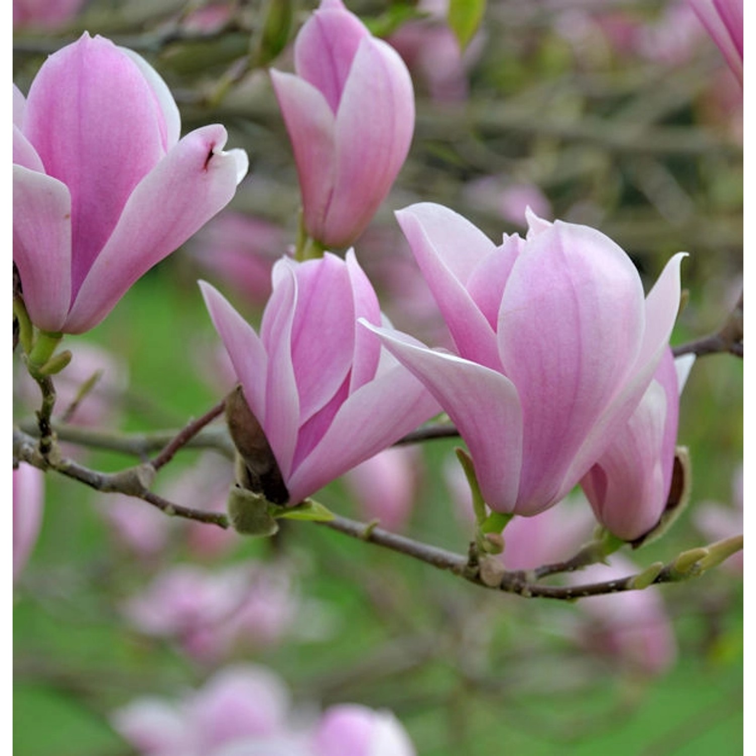 Tuplen Magnolie Heaven Scent 125-150cm - Magnolia günstig online kaufen