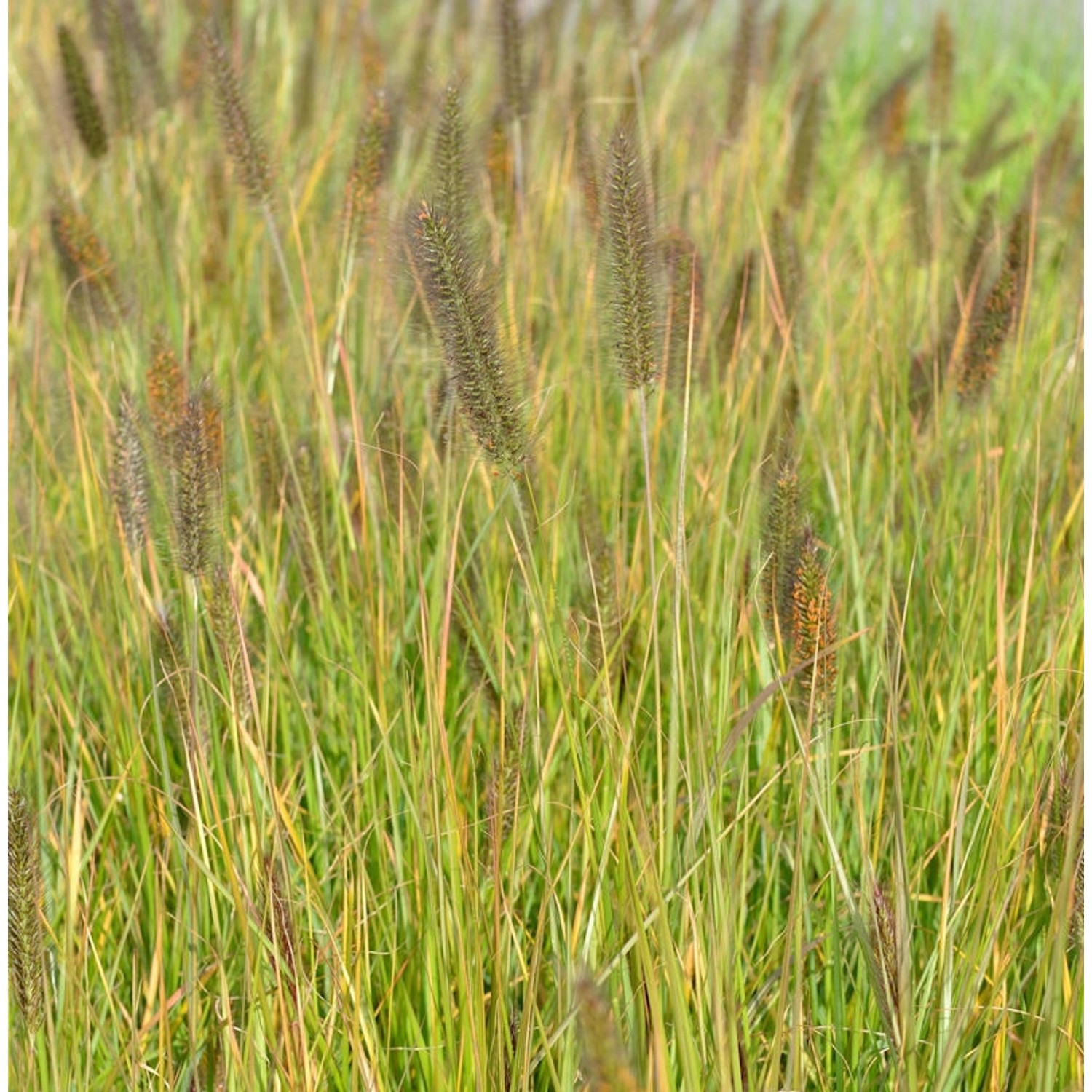 Lampenputzergras Moudry - Pennisetum alopecuroides günstig online kaufen