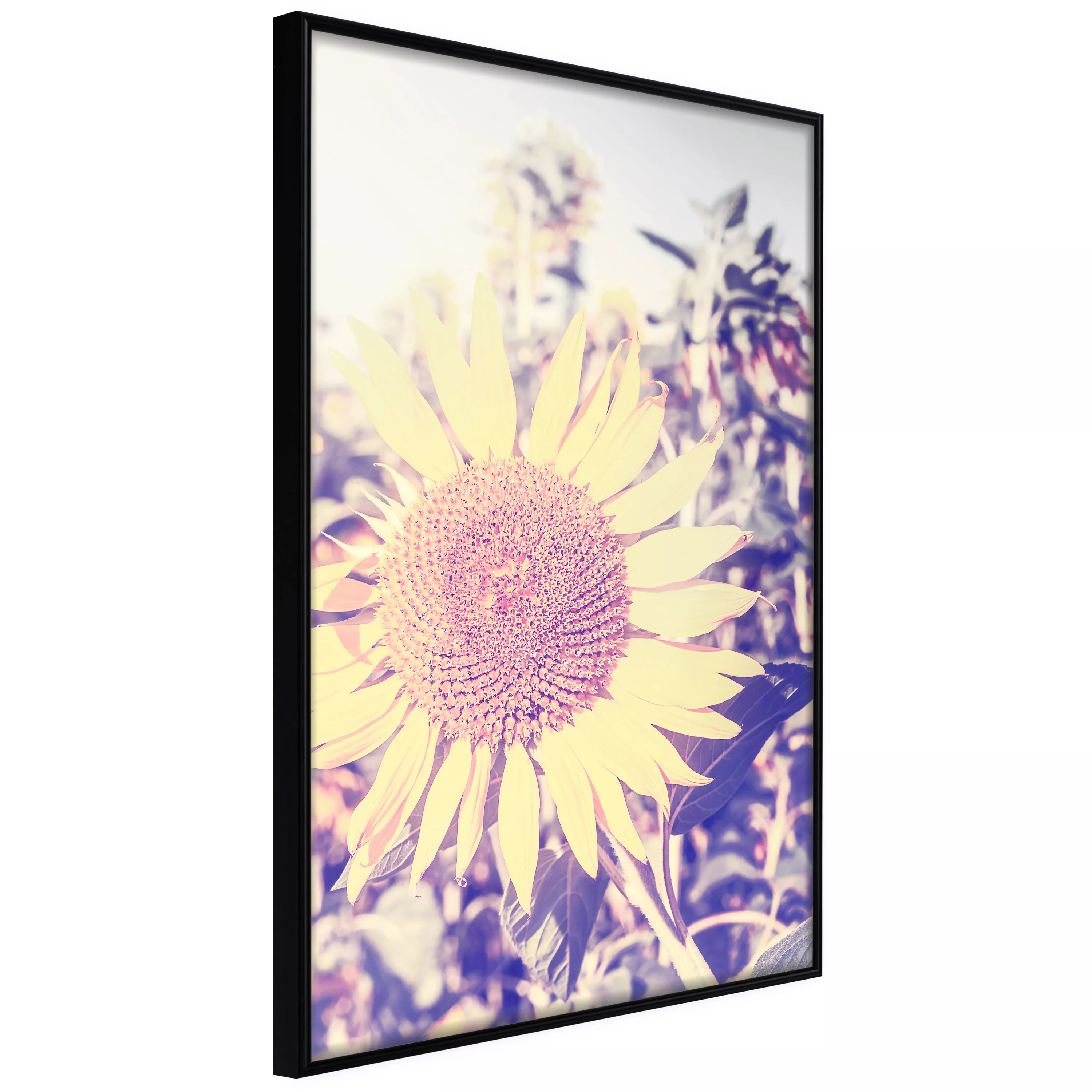 Poster - Facing The Sun günstig online kaufen