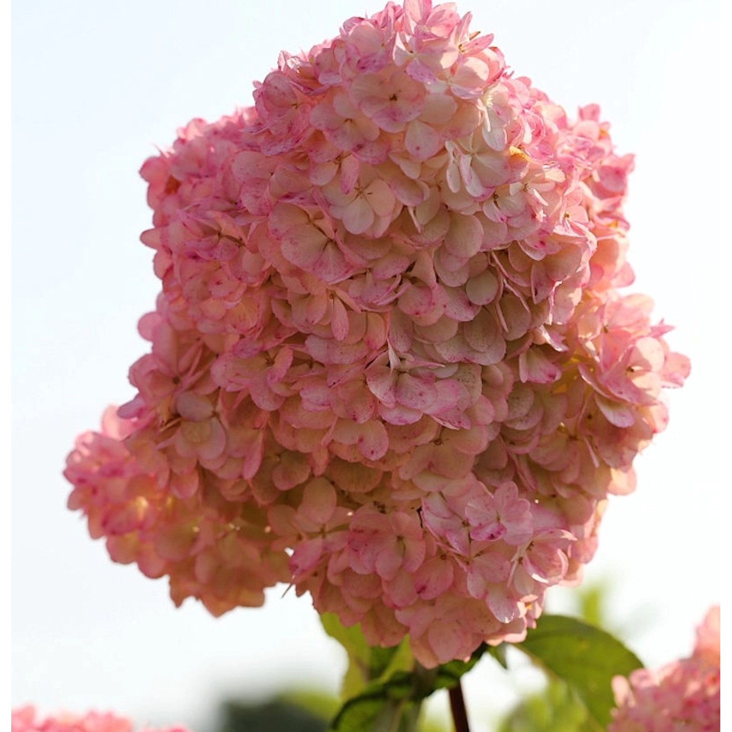 Rispenhortensie Diamand Rouge 30-40cm - Hydrangea paniculata günstig online kaufen