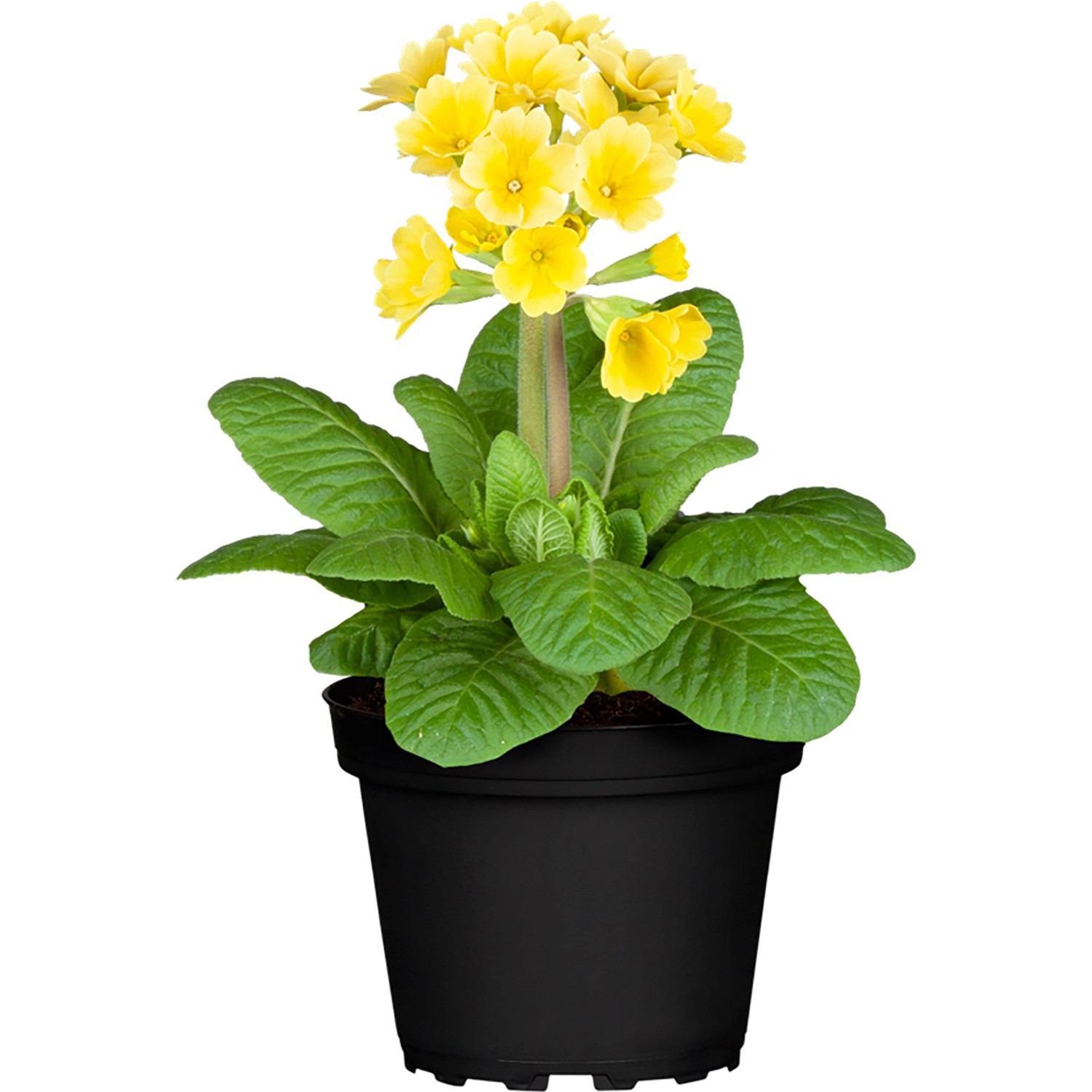 Garten-Schlüsselblume Cabrillo Gelb Topf-Ø ca. 9 cm x 9 cm Primula günstig online kaufen