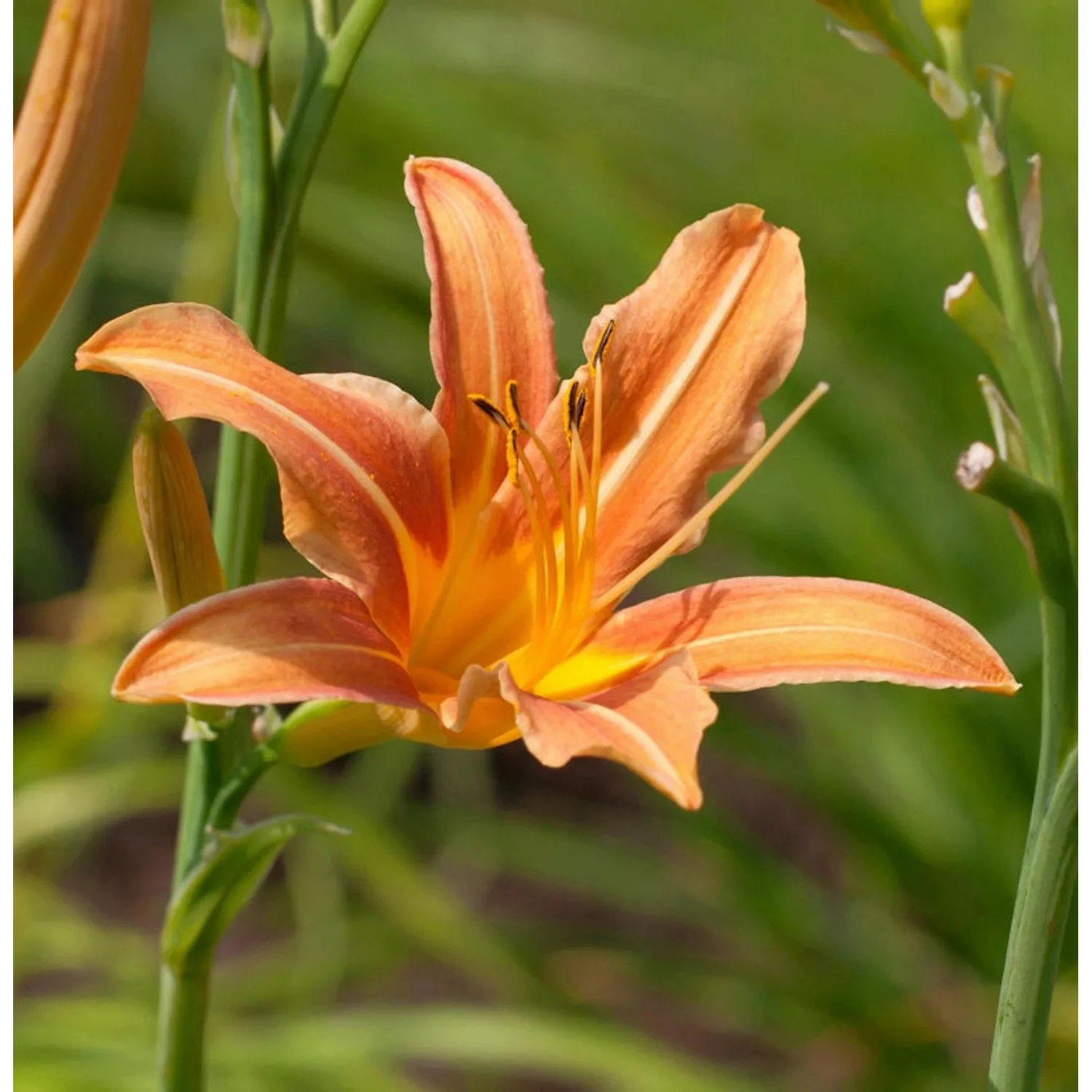 Taglilie Margret Perry - Hemerocallis günstig online kaufen