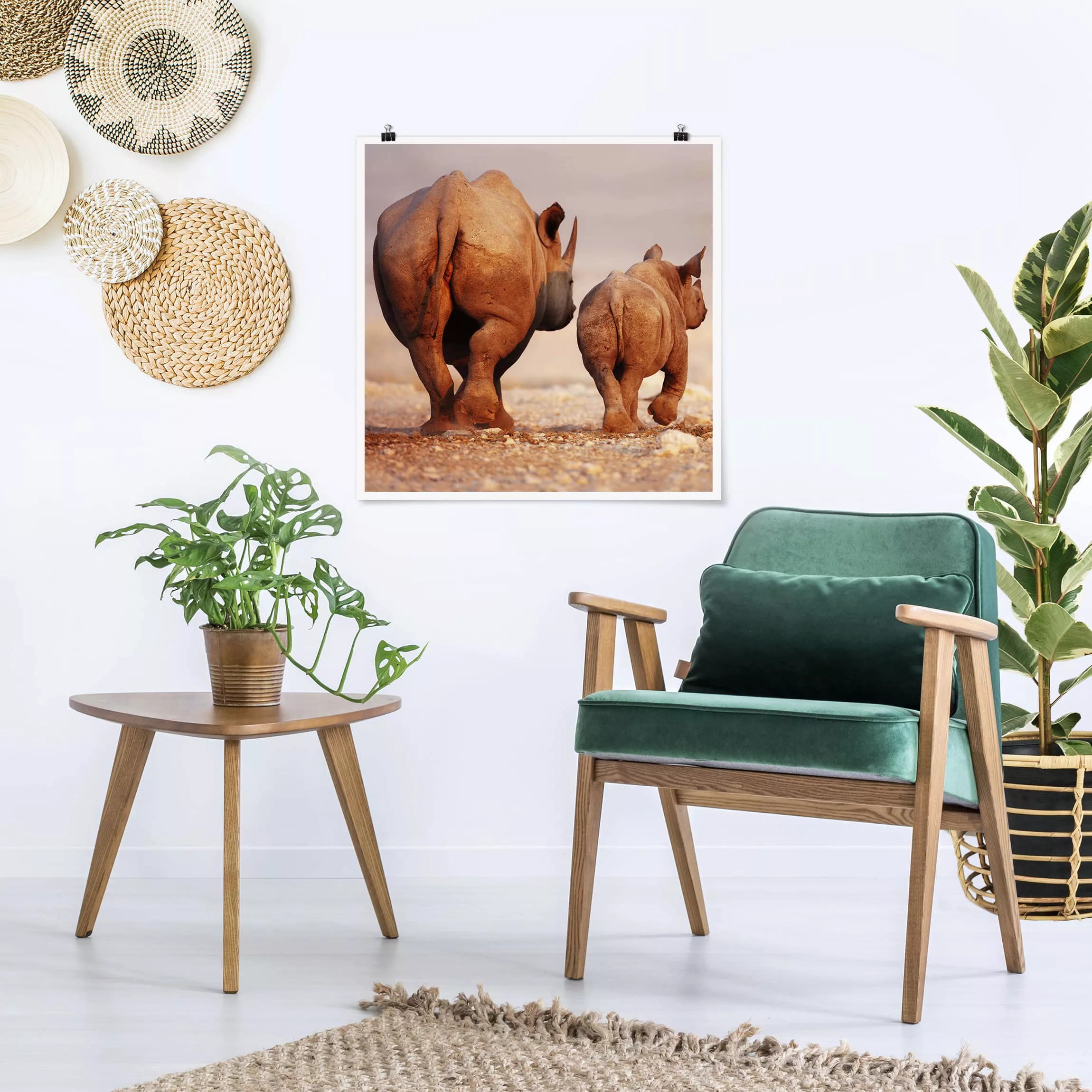 Poster Tiere - Quadrat Wandering Rhinos günstig online kaufen