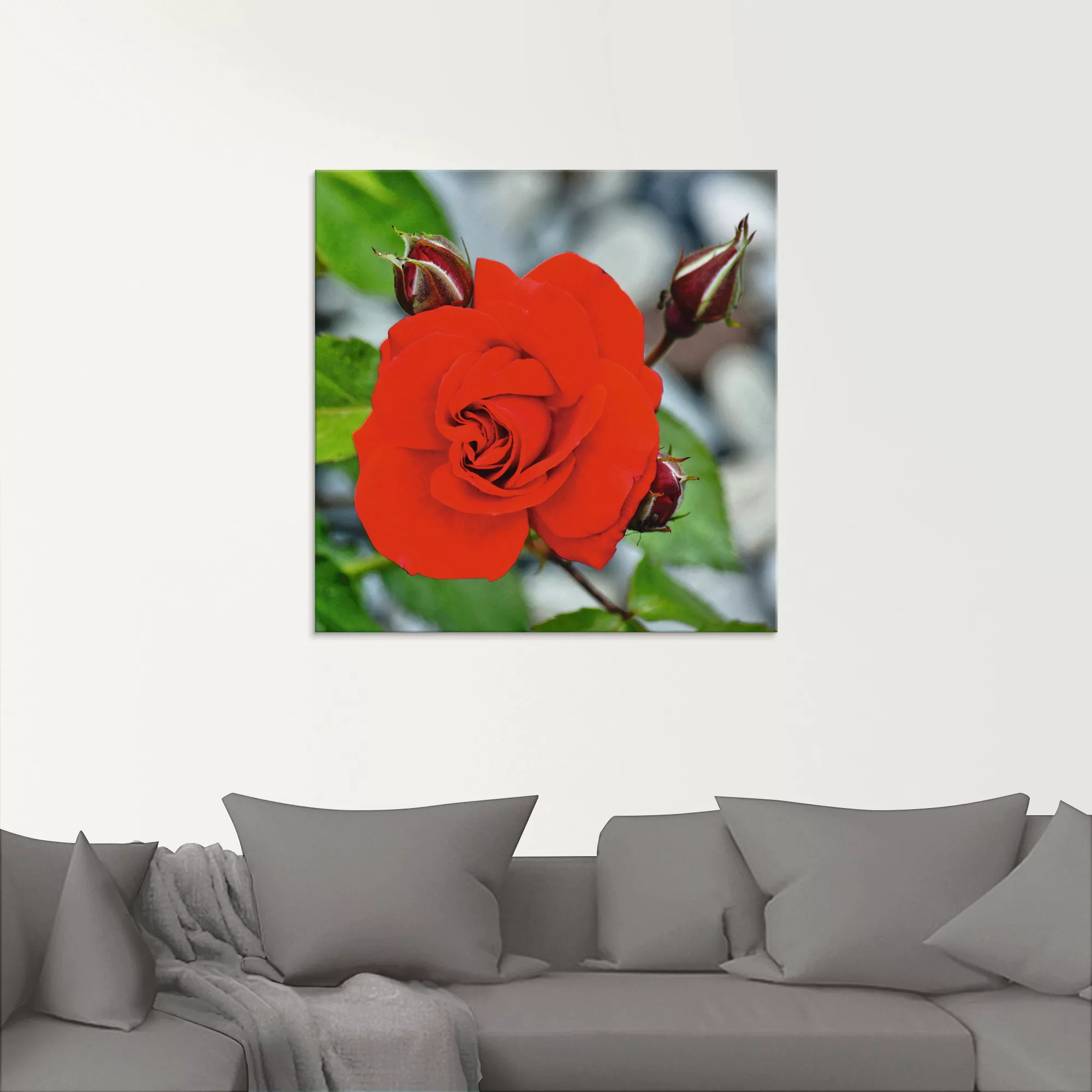 Artland Glasbild »Rote Rosenblüte mit Knospen«, Blumen, (1 St.) günstig online kaufen