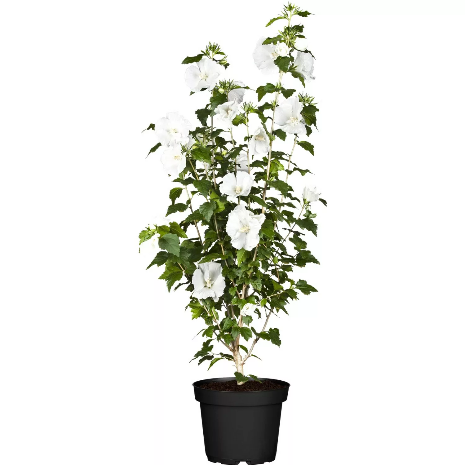 OBI Roseneibisch Weiß Höhe ca. 30 - 40 cm Topf ca. 3 l Hibiscus günstig online kaufen