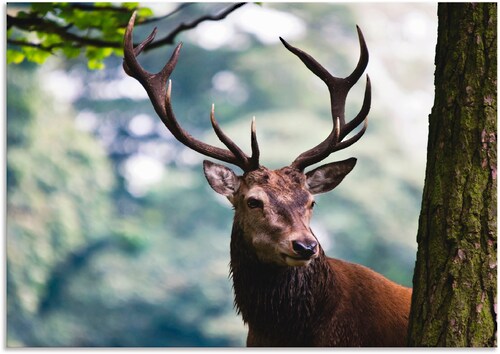 Artland Wandbild "Hirsch", Wildtiere, (1 St.), als Alubild, Outdoorbild, Le günstig online kaufen