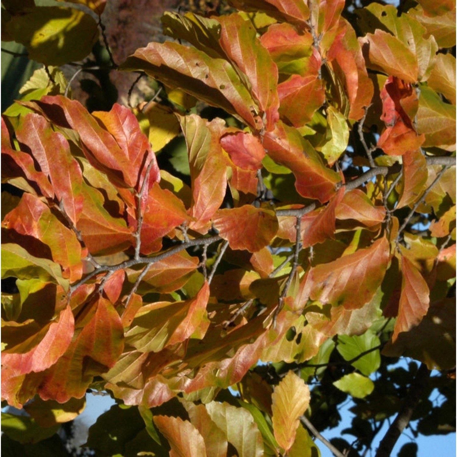 Eisenholzbaum 100-125cm - Parrotia persica günstig online kaufen