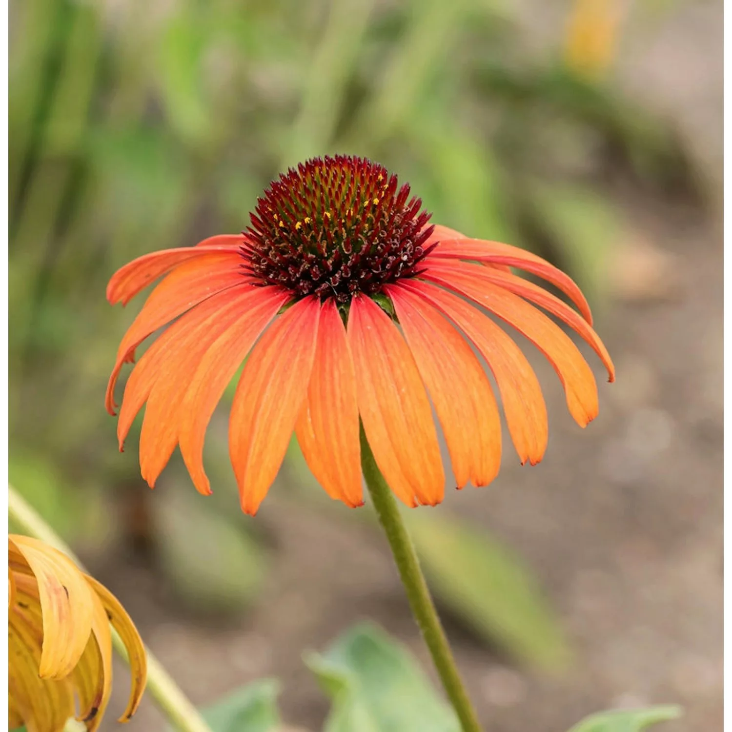 Sonnenhut Arts Pride - Echinacea purpurea günstig online kaufen