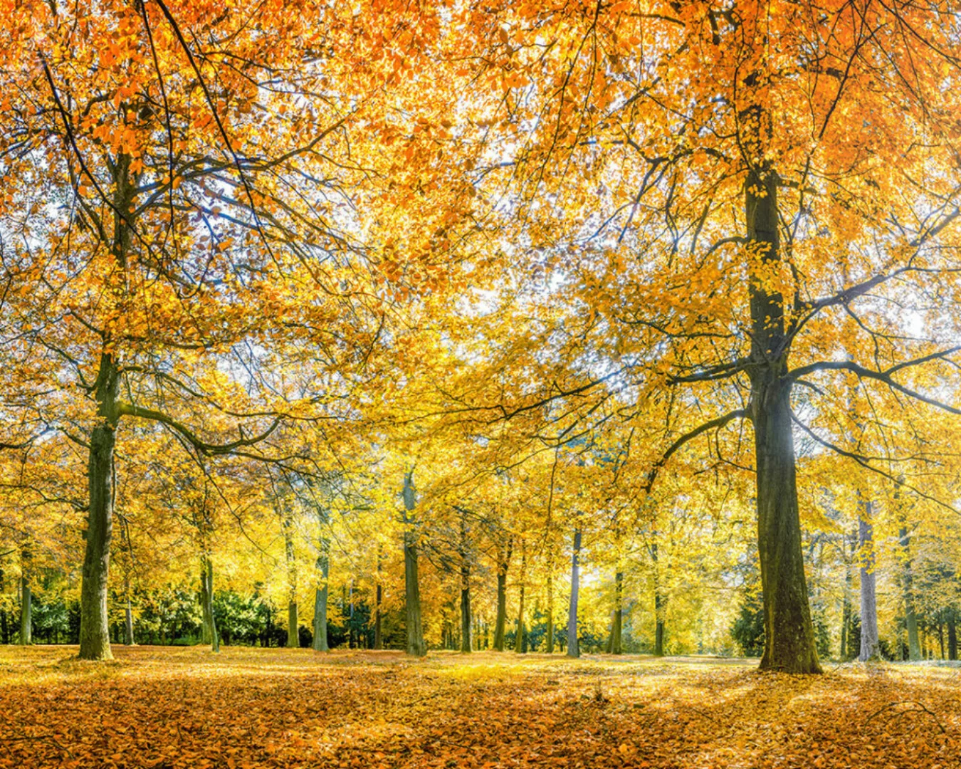 Fototapete "Wald im Herbst" 4,00x2,50 m / Glattvlies Brillant günstig online kaufen